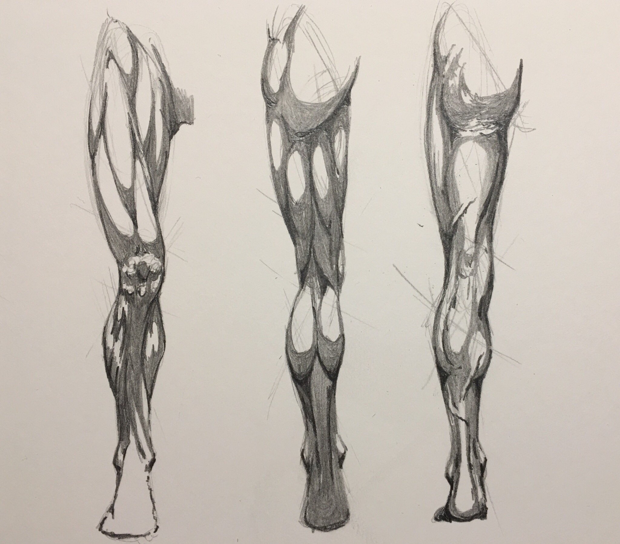 Мужские ноги анатомия