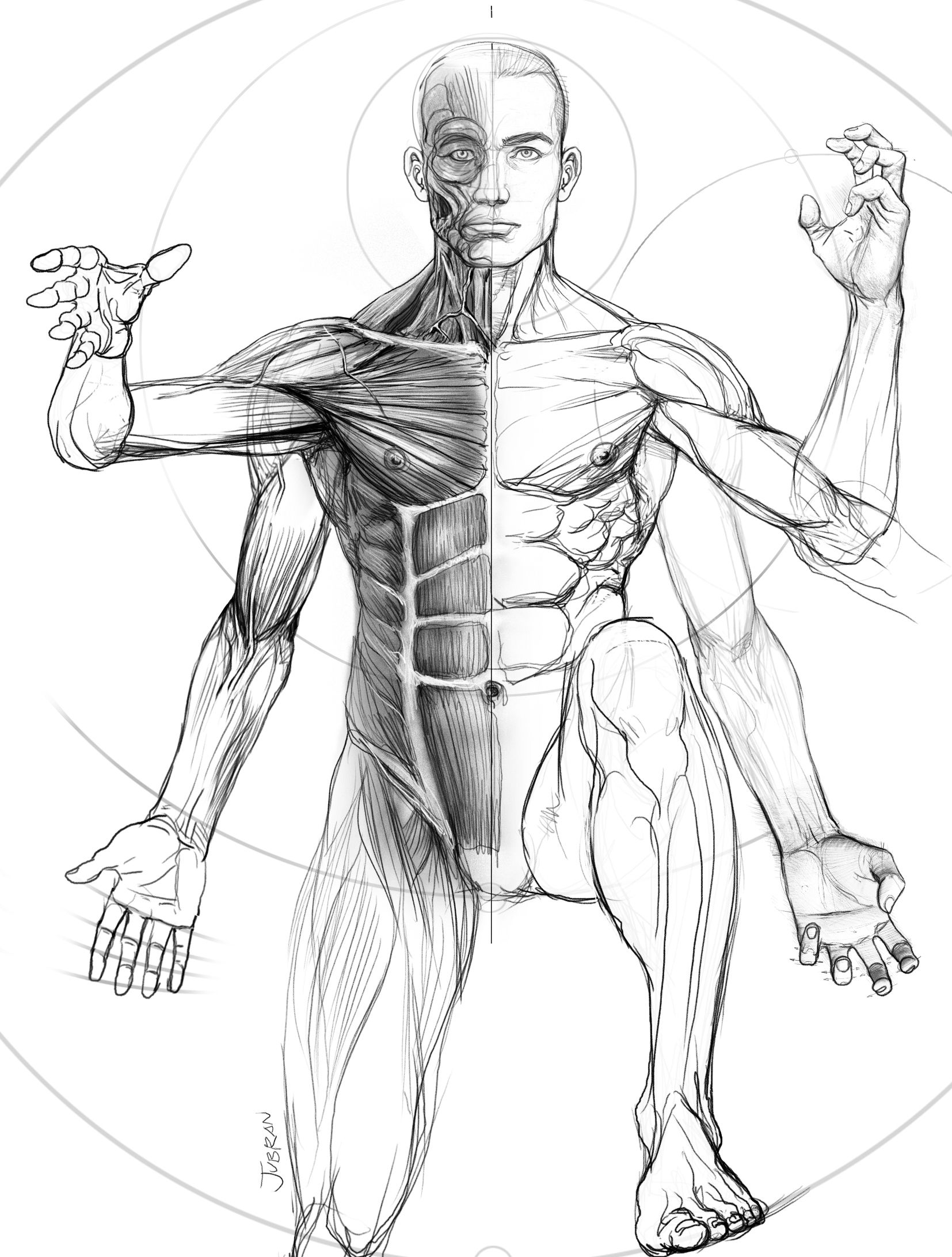 Мышцы человека для рисования