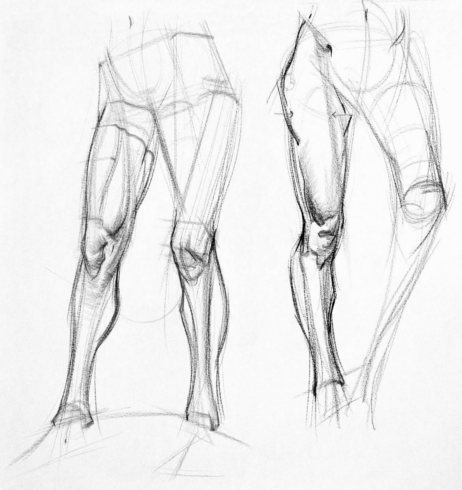 Анатомия ног человека референс