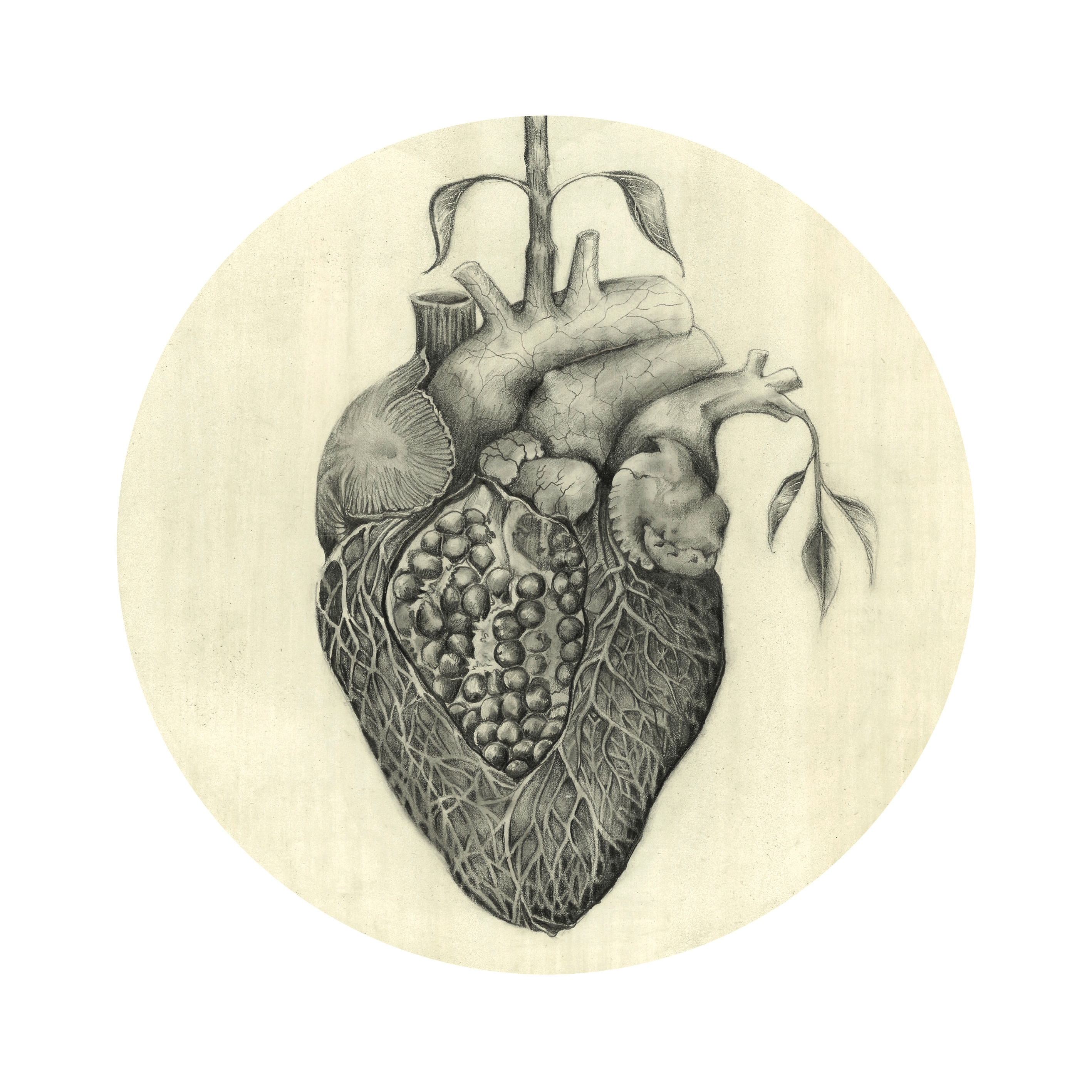 Сердце анатомия стилизация