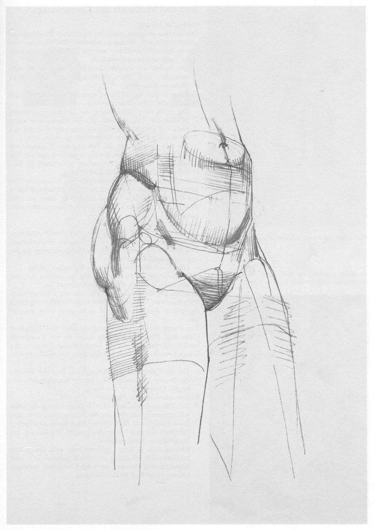 Готфрид Баммес анатомия пропорции