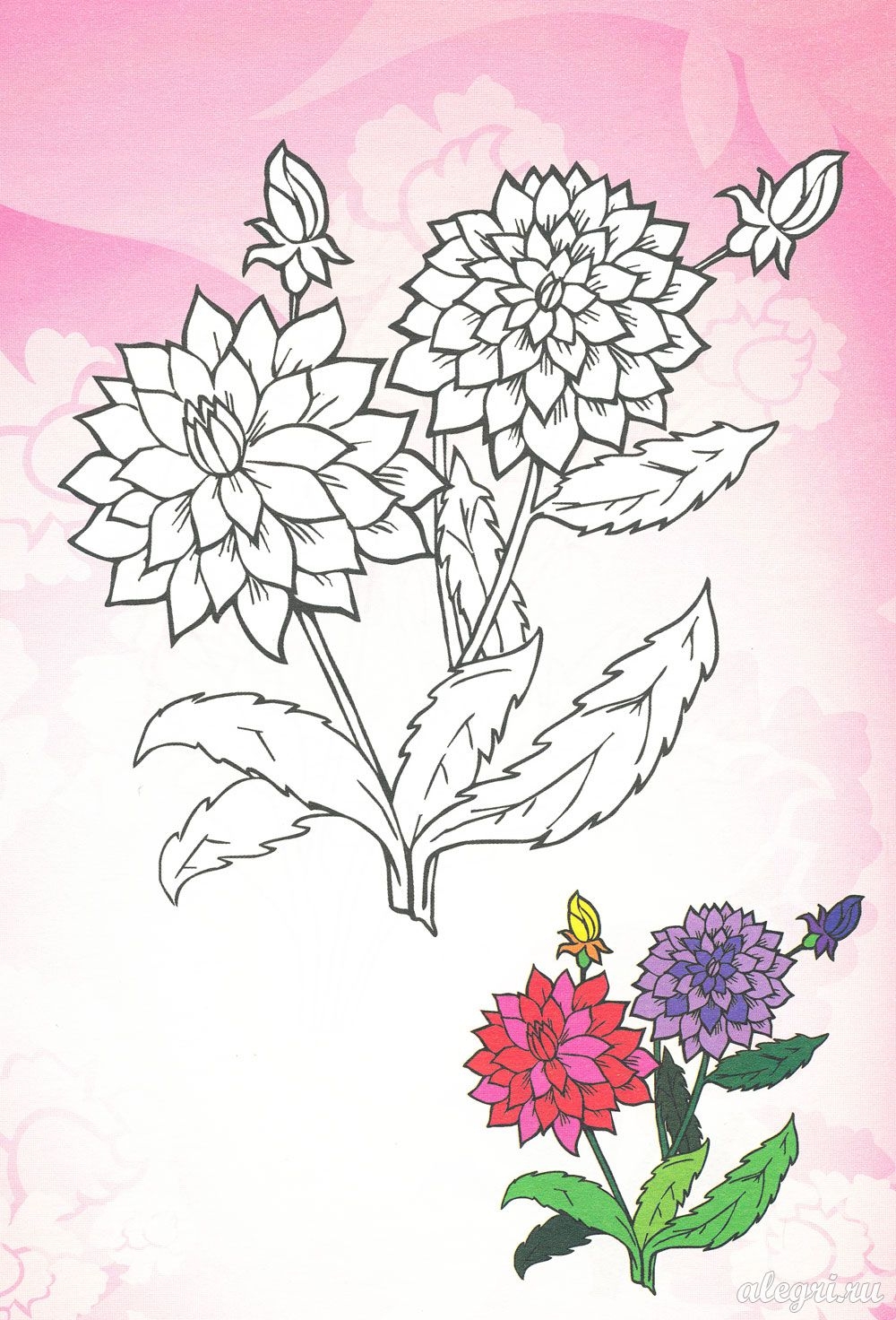 Цветы раскраска для детей георгин