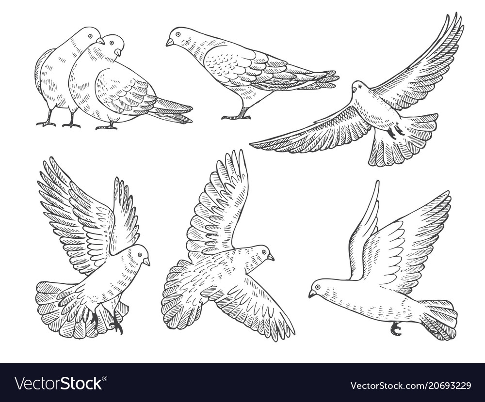 Птицы в разных позах