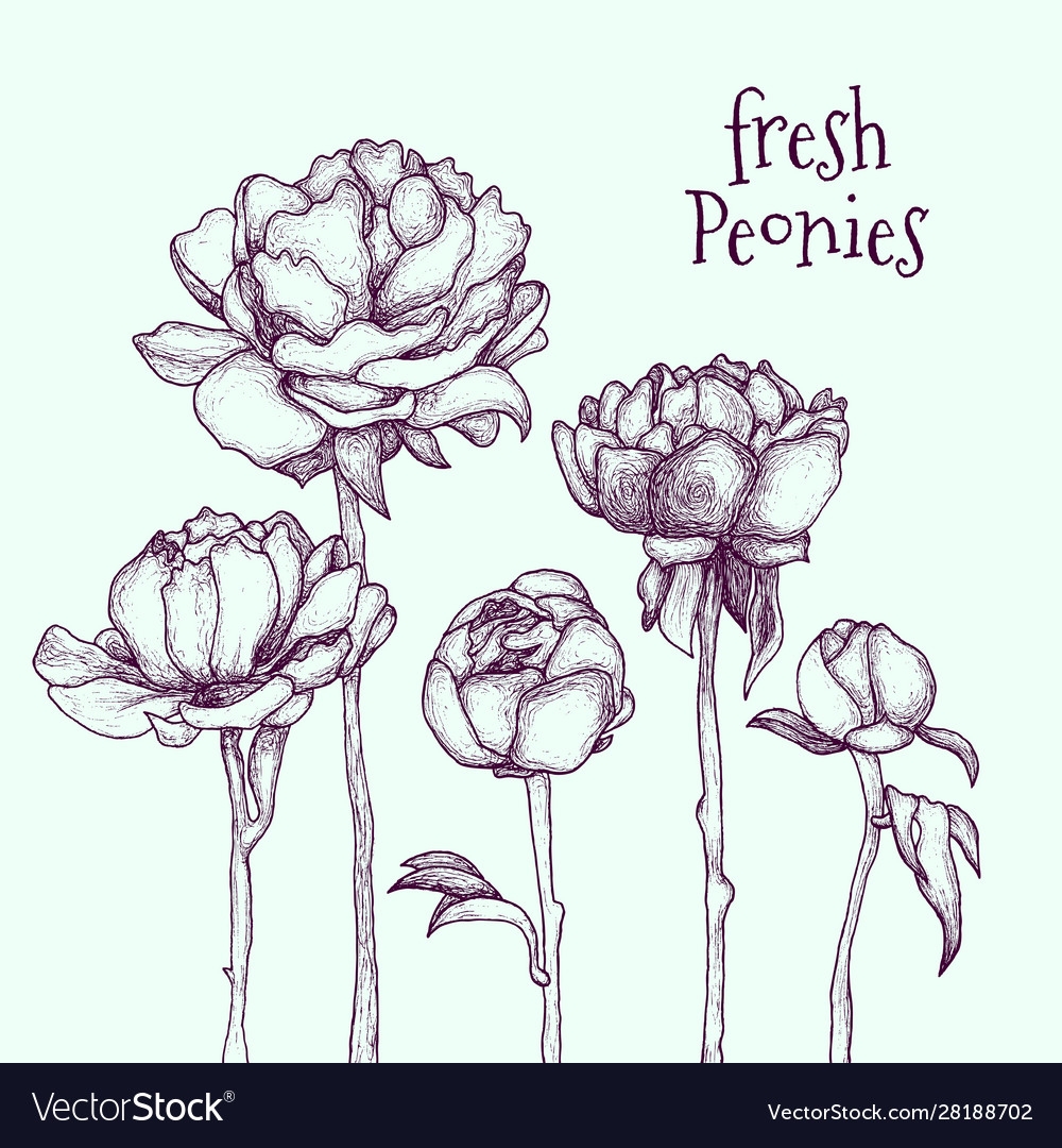 Цветы карандашом пионы