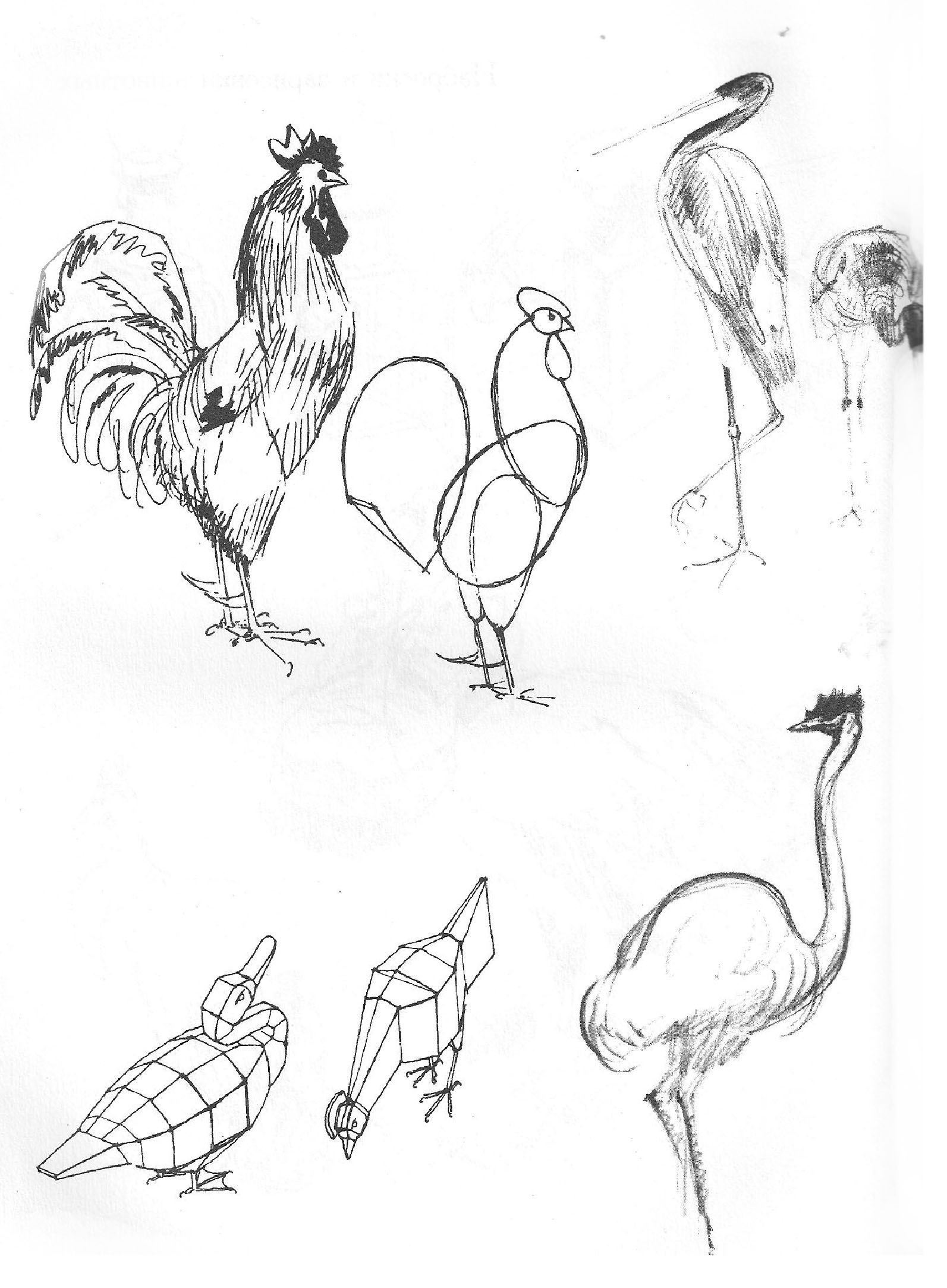 Зарисовки и этюды птиц животных и человека
