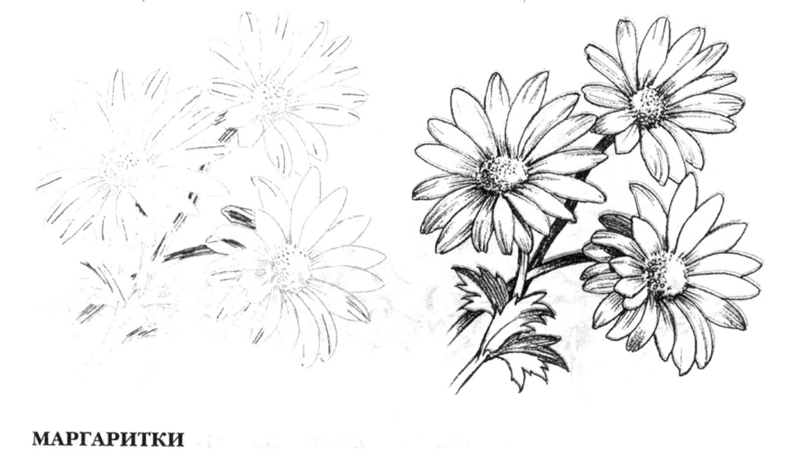 Рисунок цветов ромашки карандашом