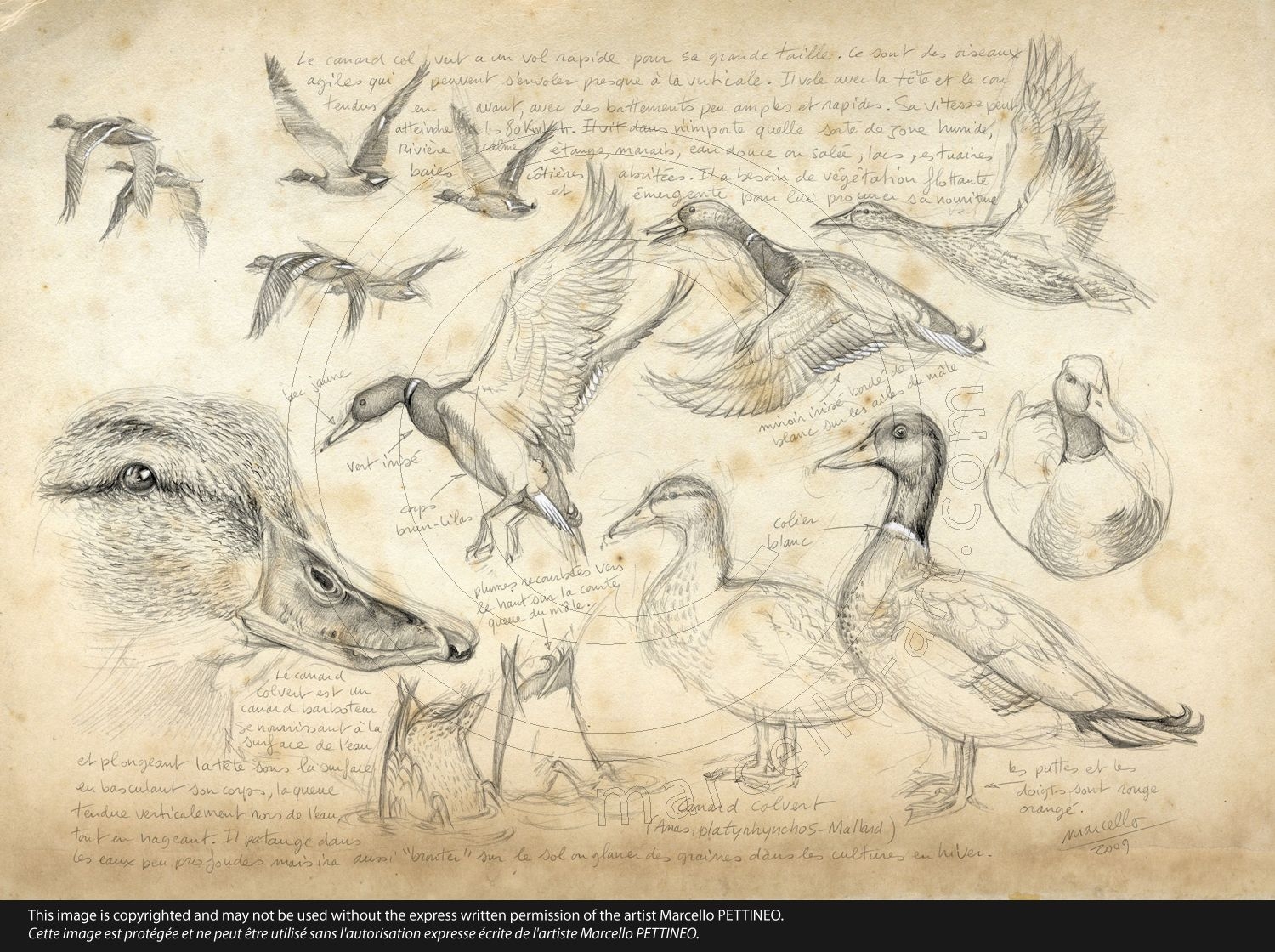 Зарисовки животных и птиц гусей