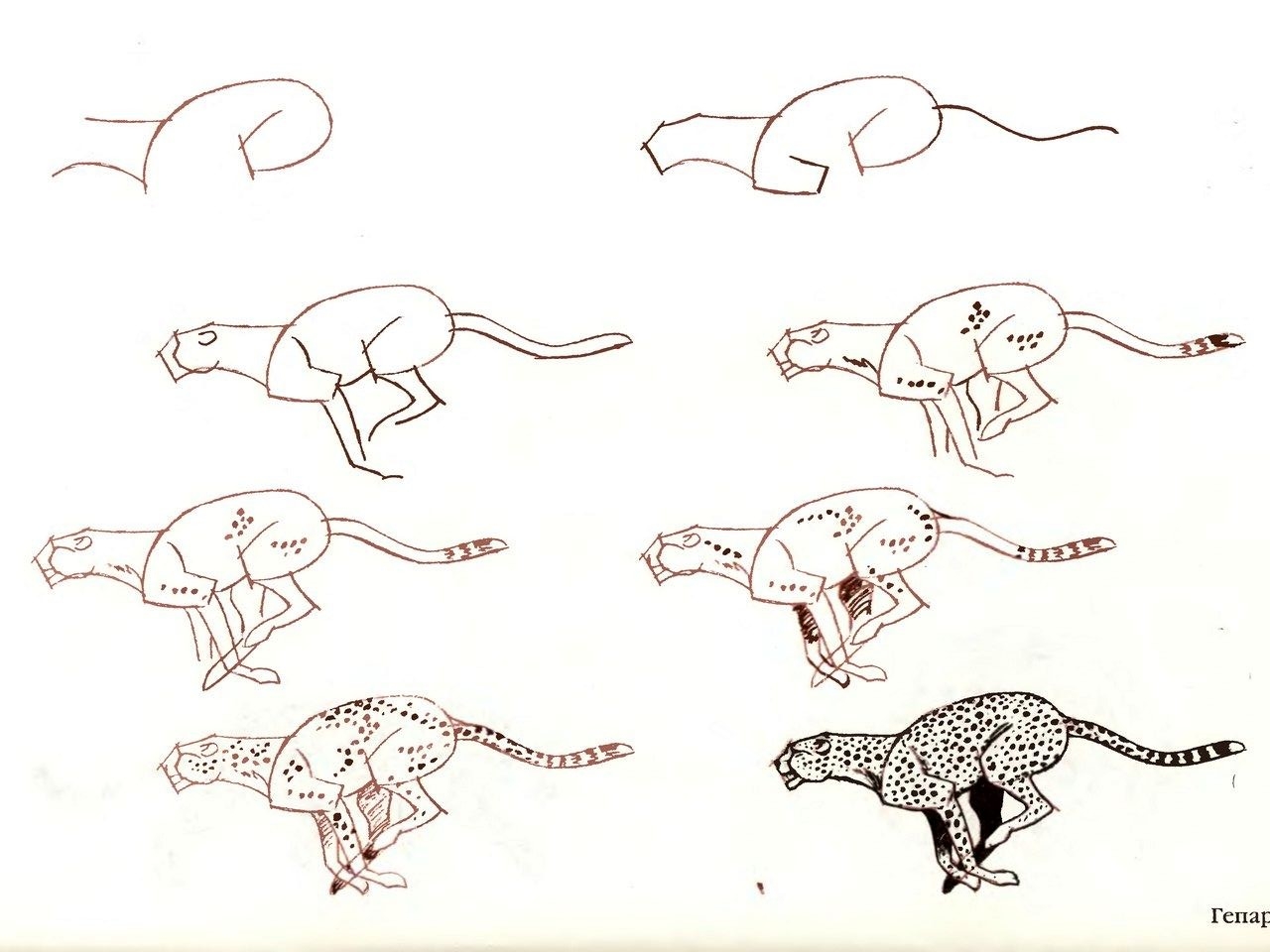 Как рисовать гепарда