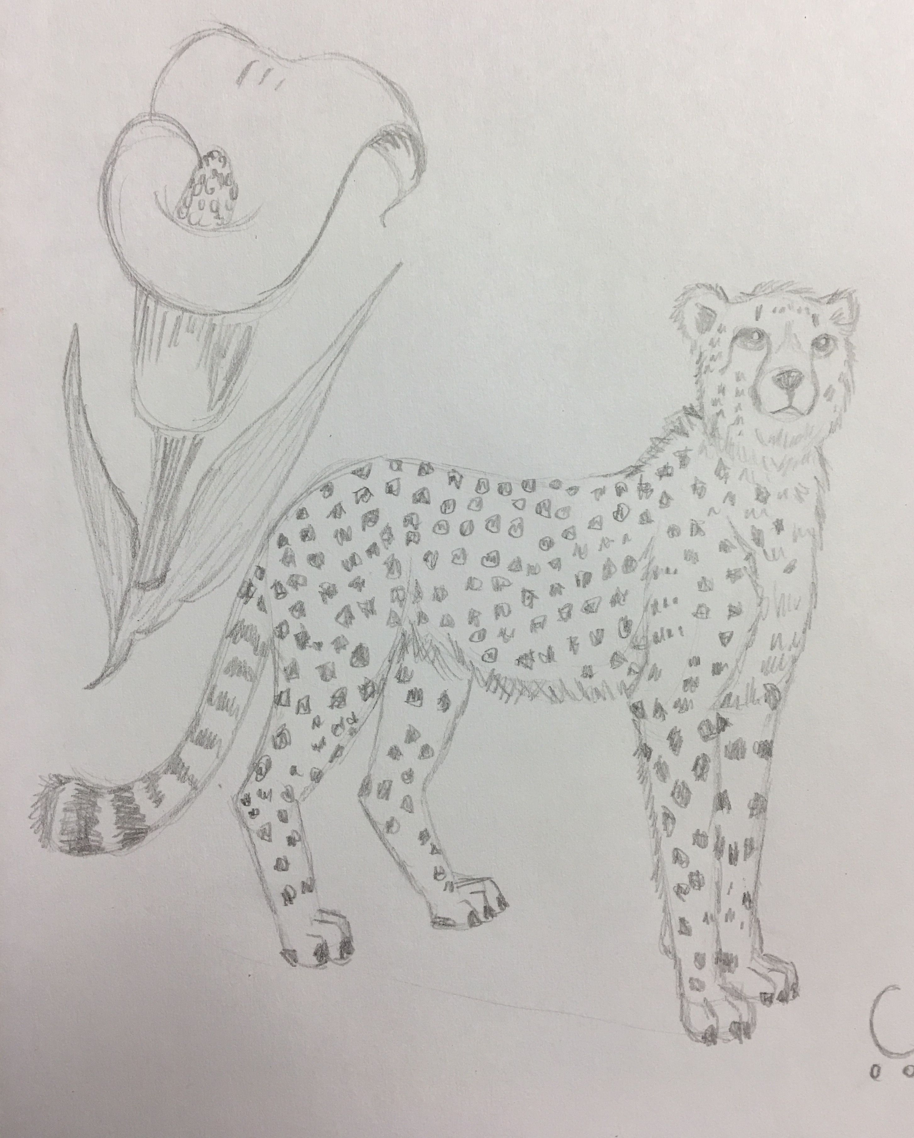 Пошаговое рисование гепарда