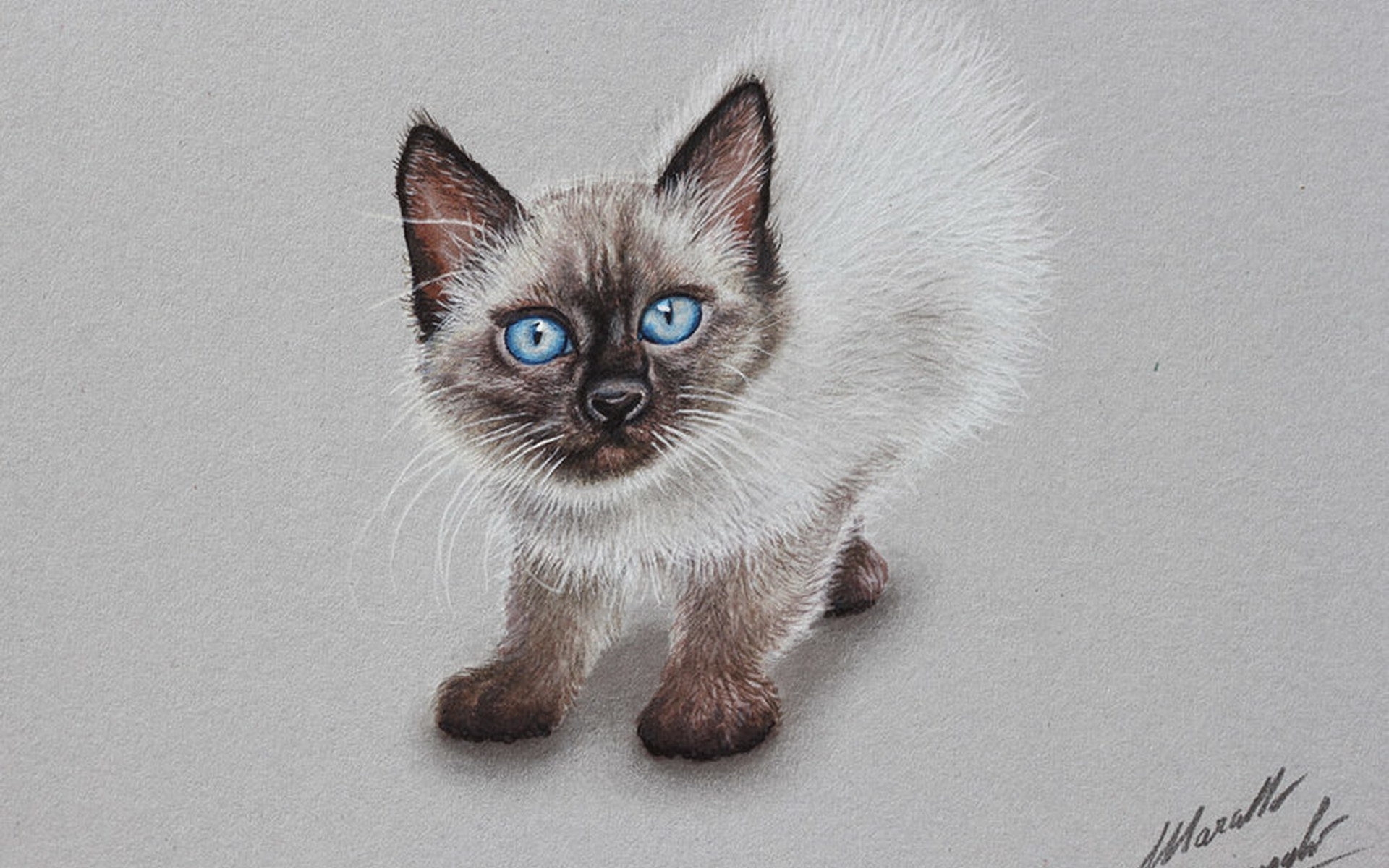 Сиамский кот рисунок карандашом