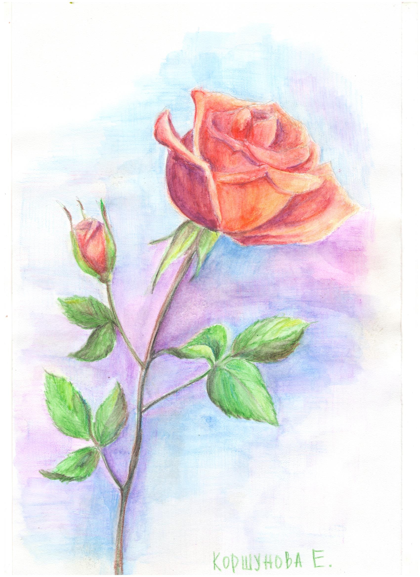 Поэтапное рисование розы цветными карандашами