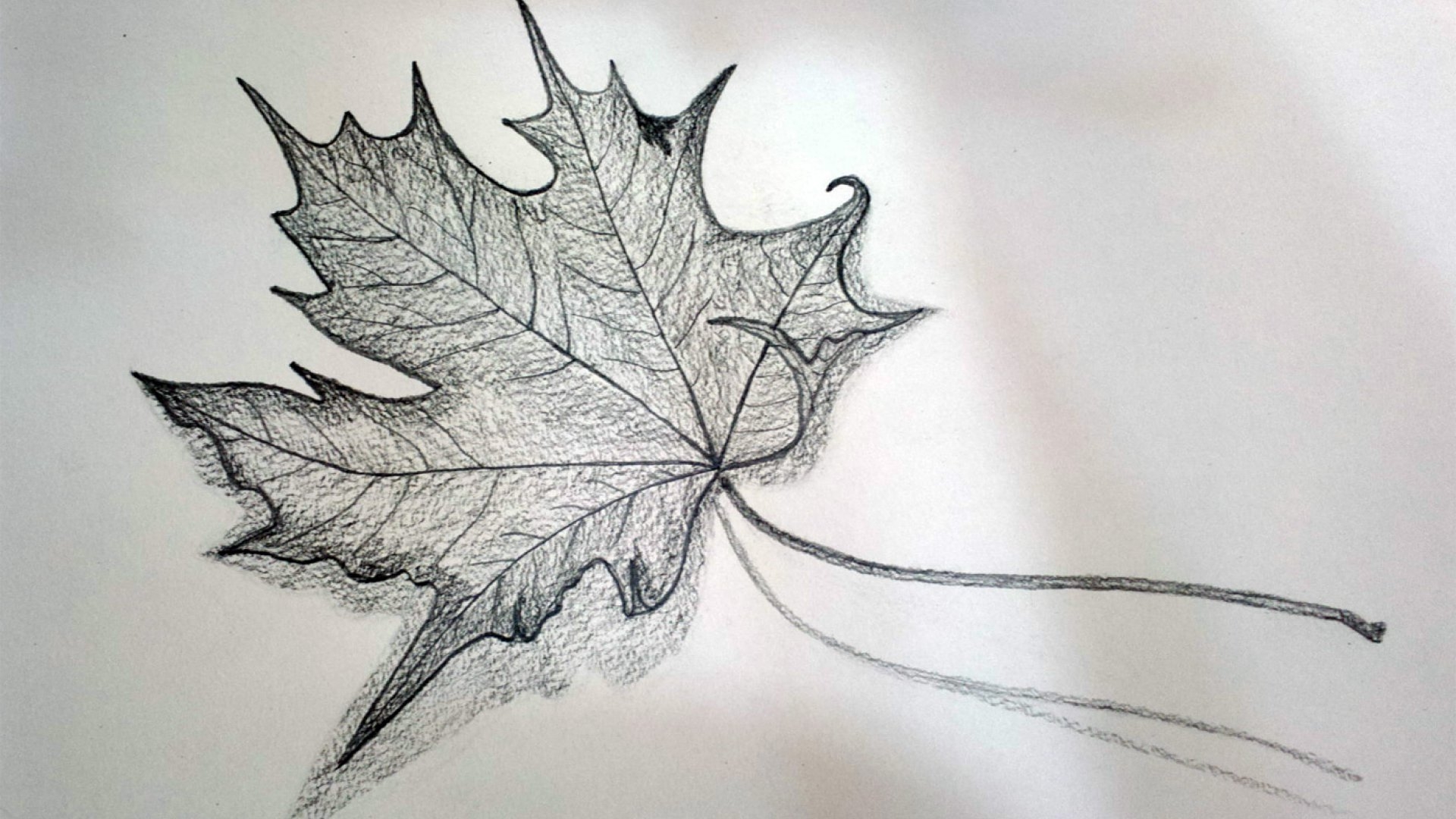 Рисунок листьев карандашом