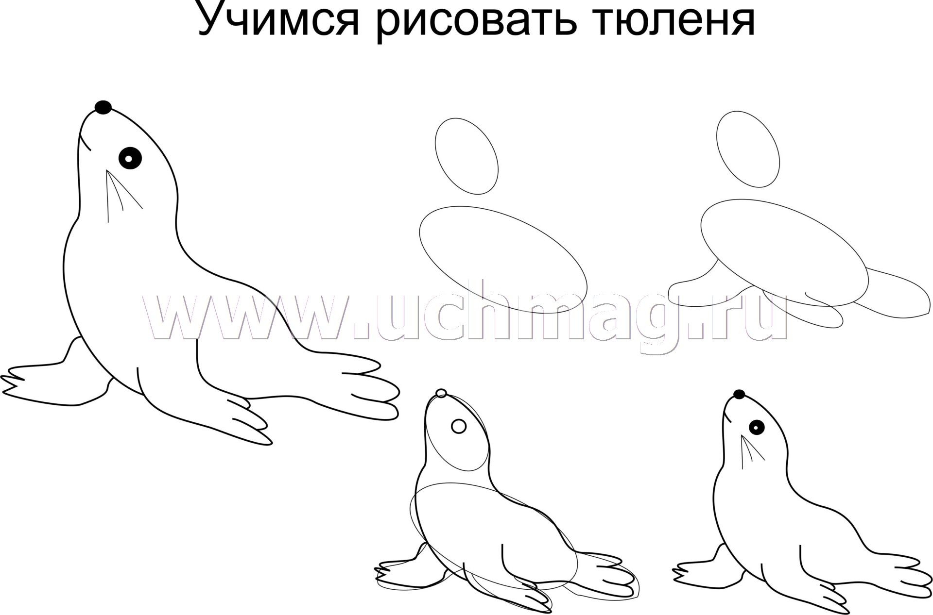 Как нарисовать тюленя поэтапно