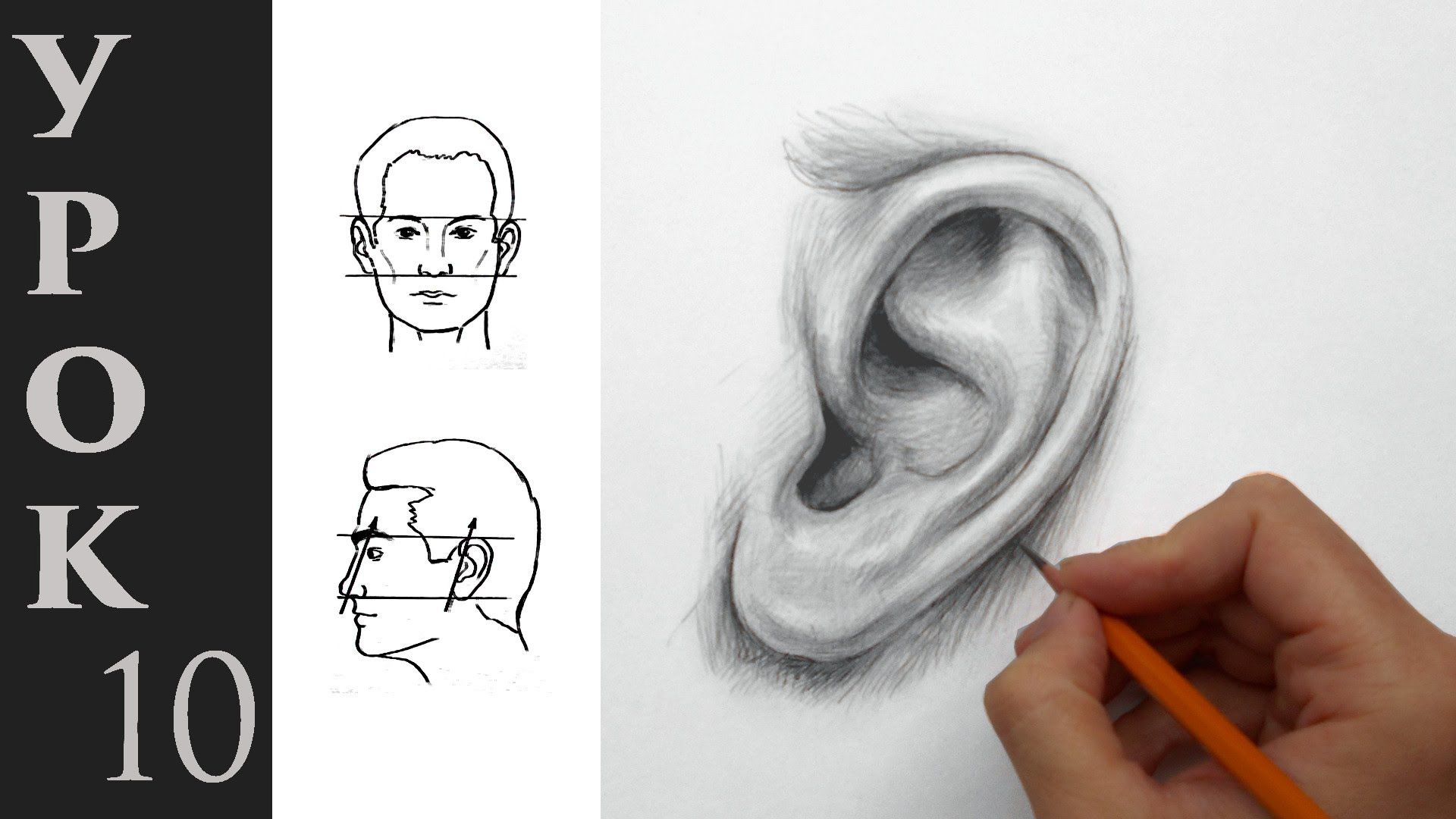 Поэтапный рисунок уха