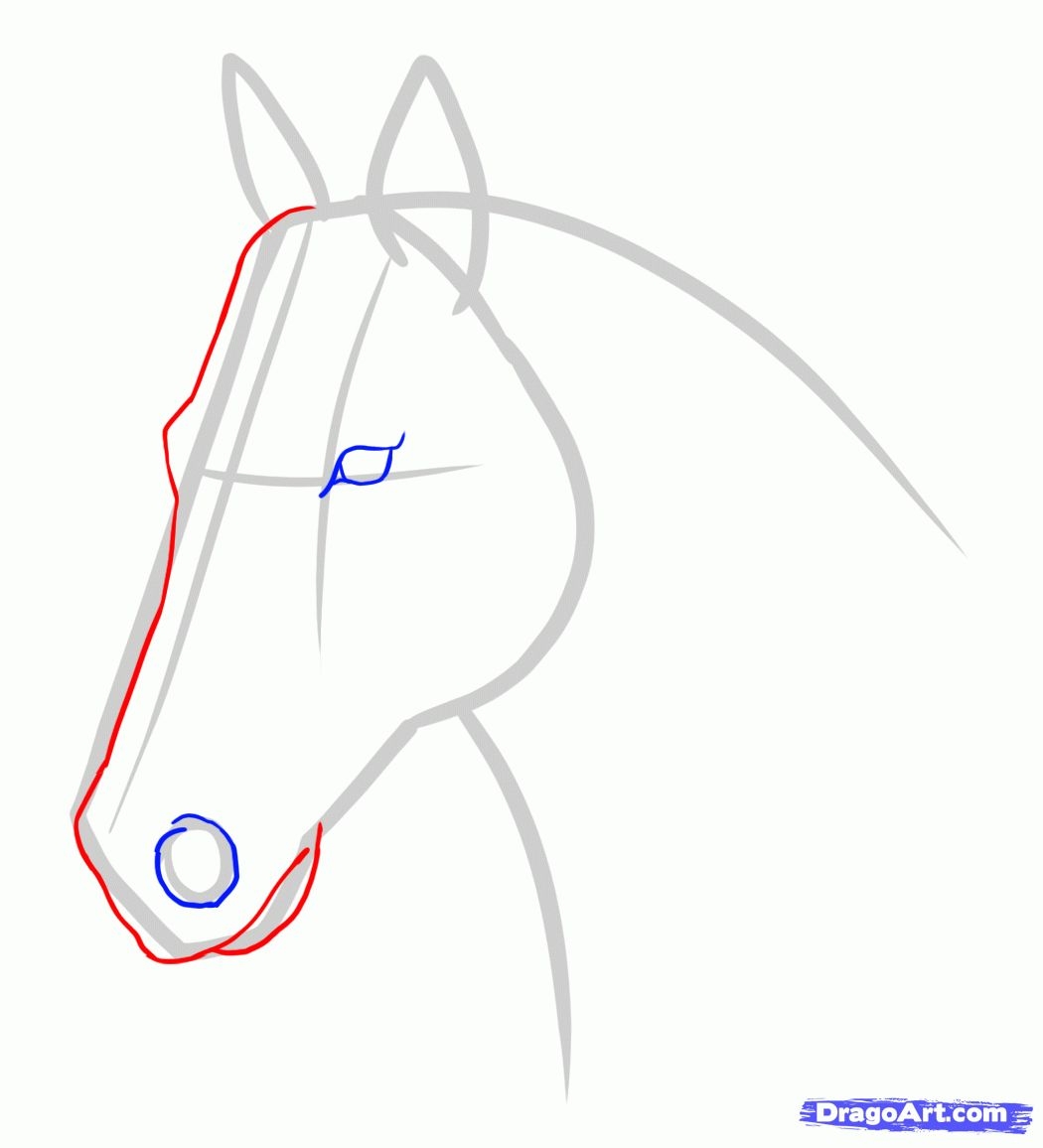 Как нарисовать лошадь легко