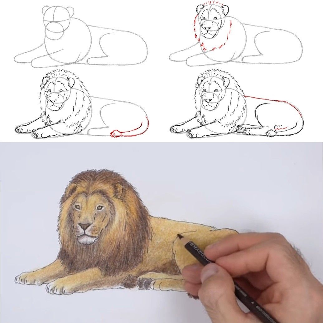 Уроки рисования карандашом Льва