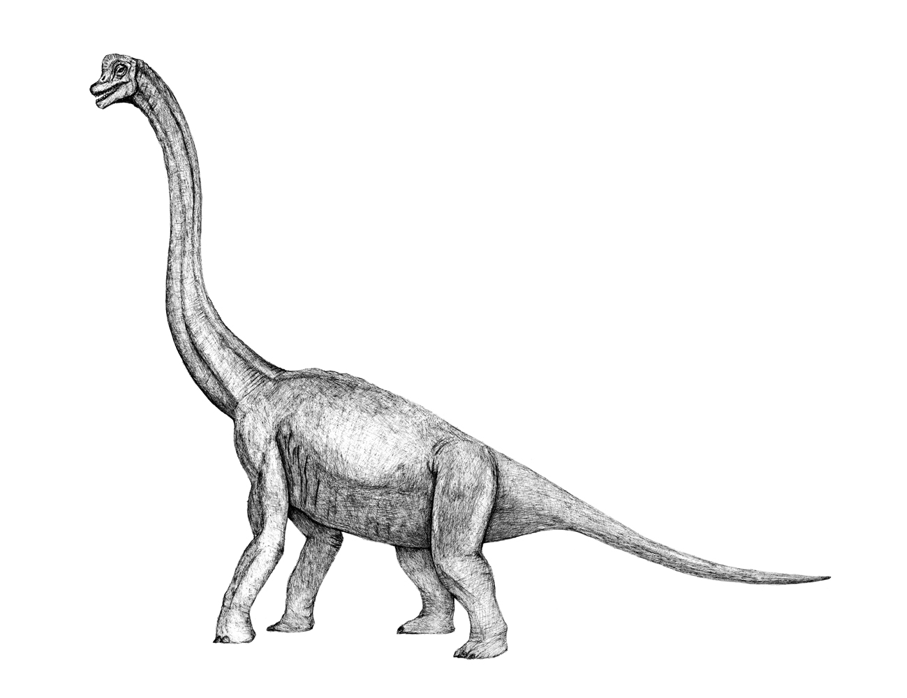 Брахиозавр барозавр