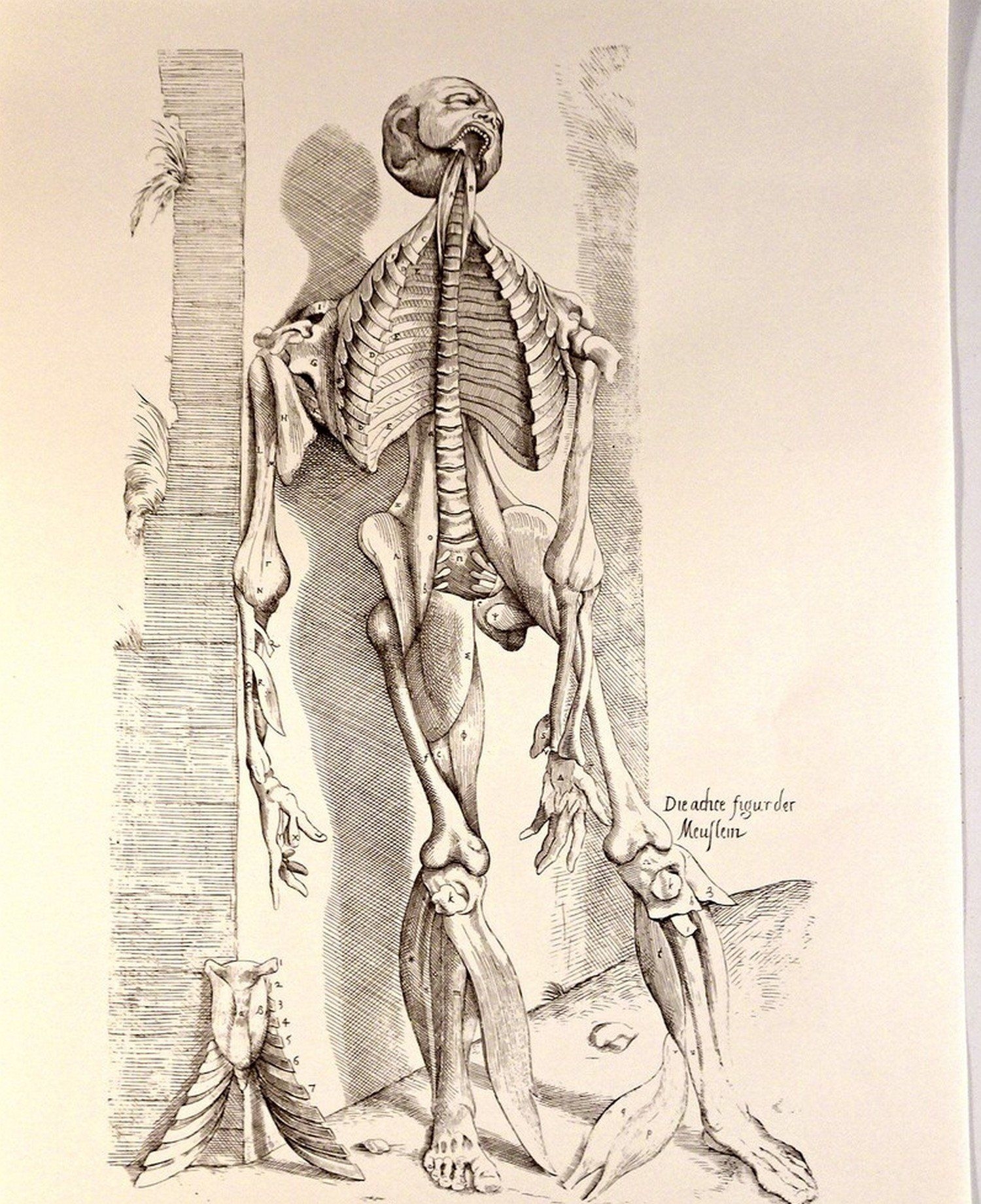 Андрей Везалий анатомия