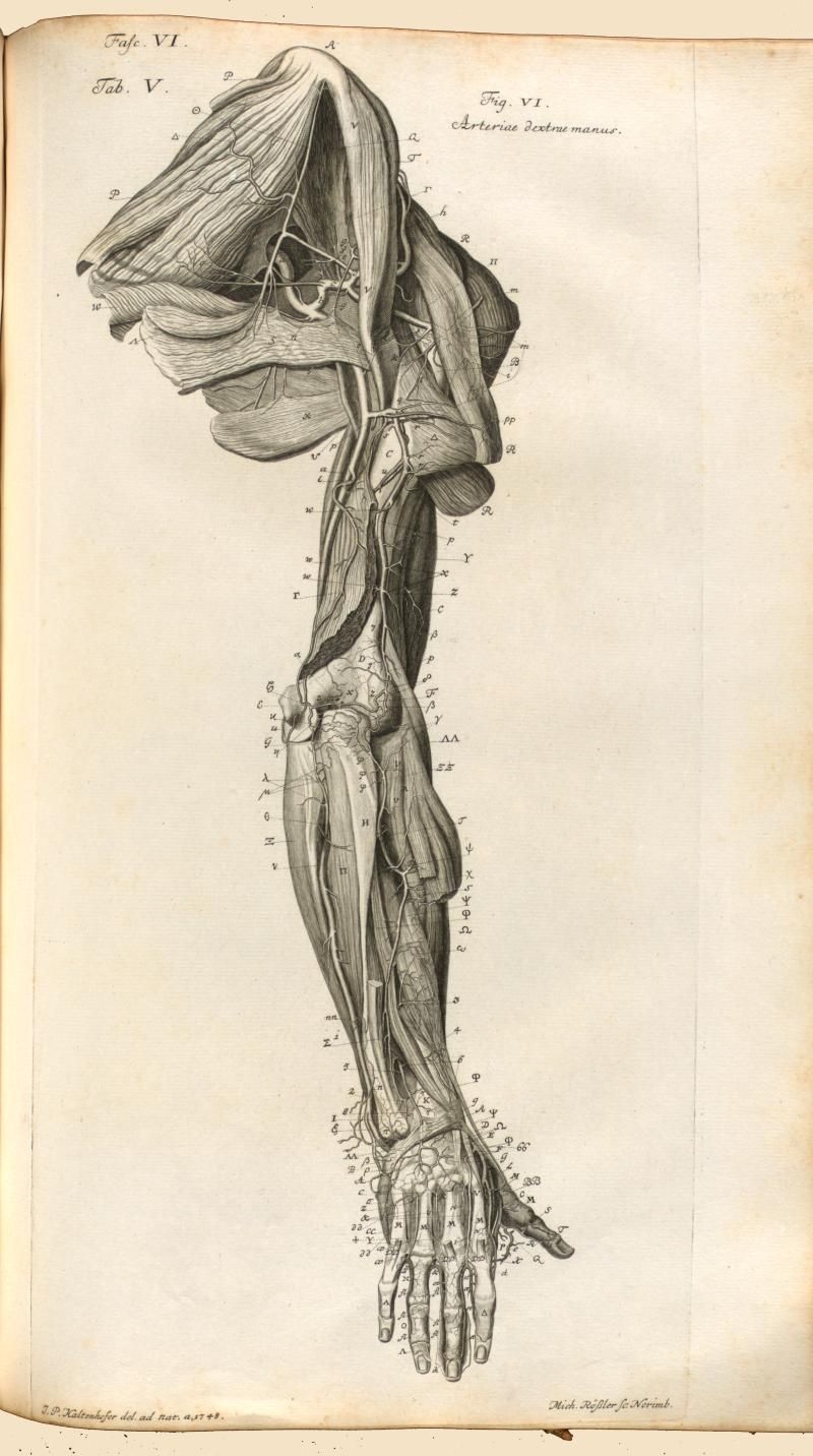 Андреас Везалий анатомия рисунок рука