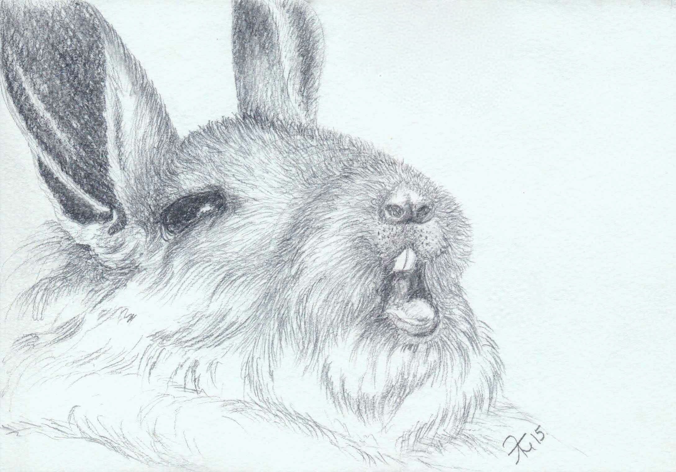 Набросок кролика карандашом