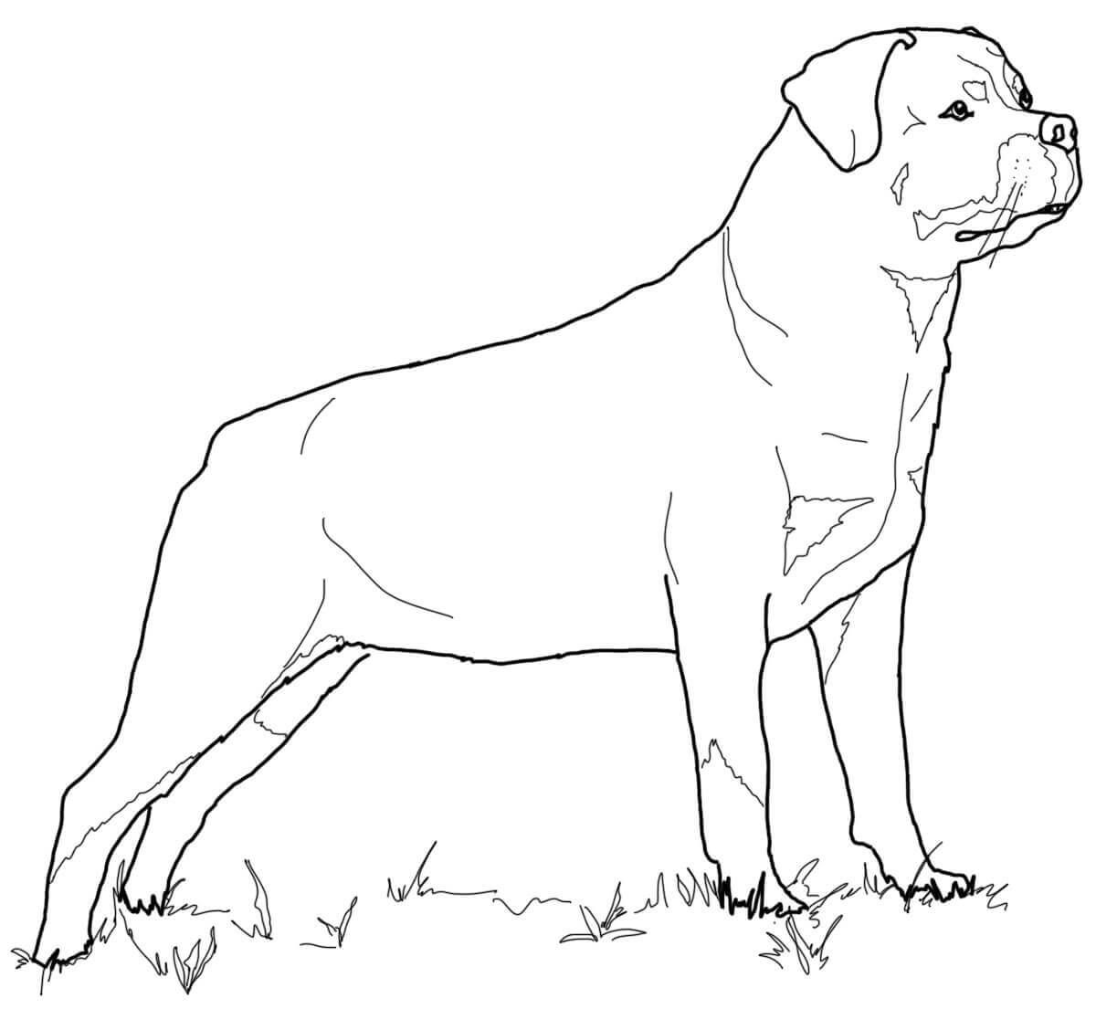 Раскраска ротвейлер щенок
