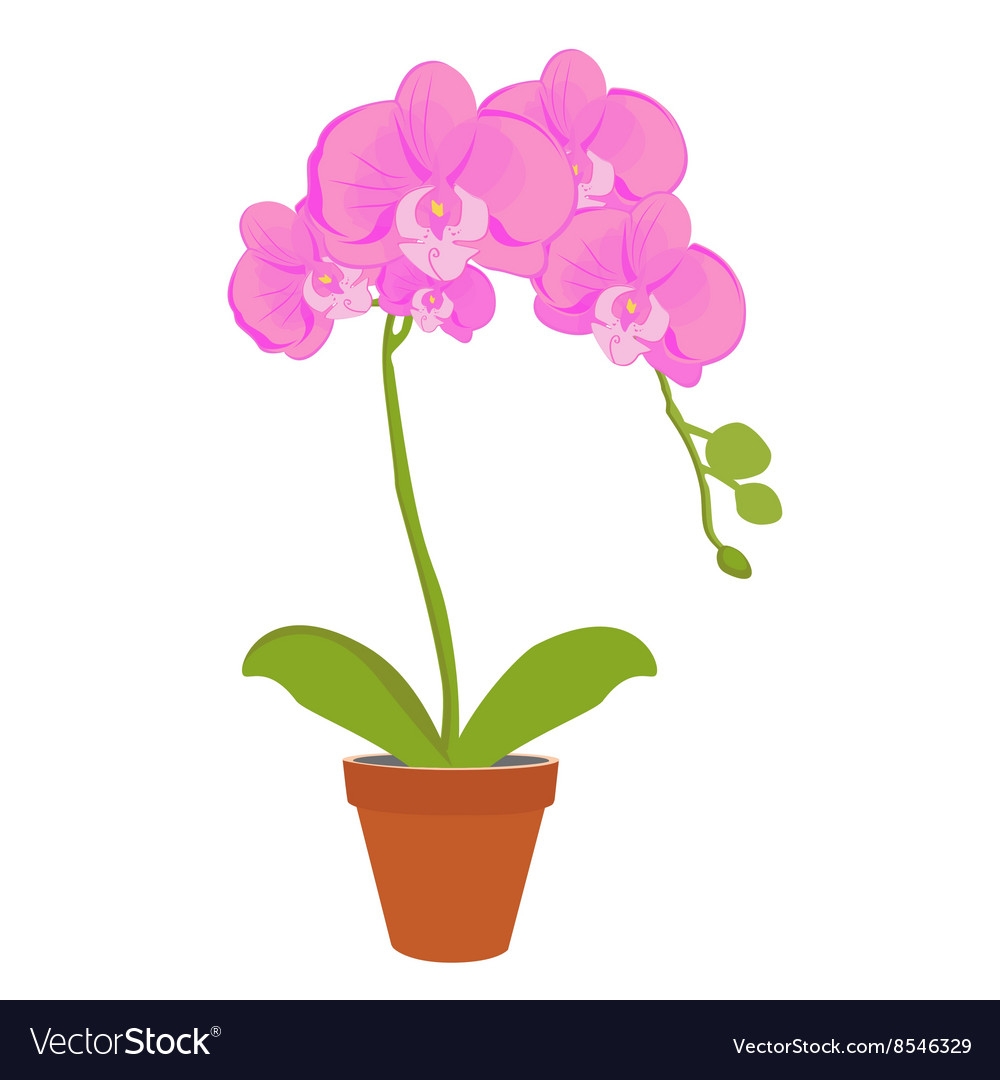 Орхидея в горшке рисунок для детей