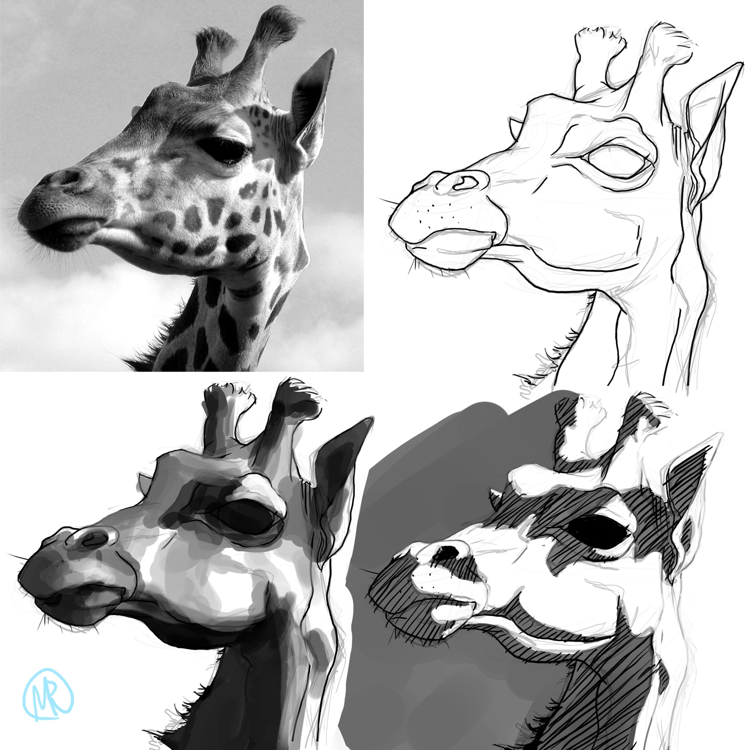 Строение головы жирафа