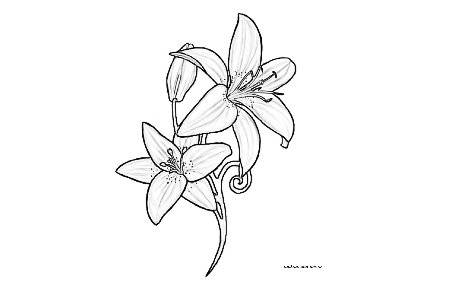 Лилия растение фото для срисовки
