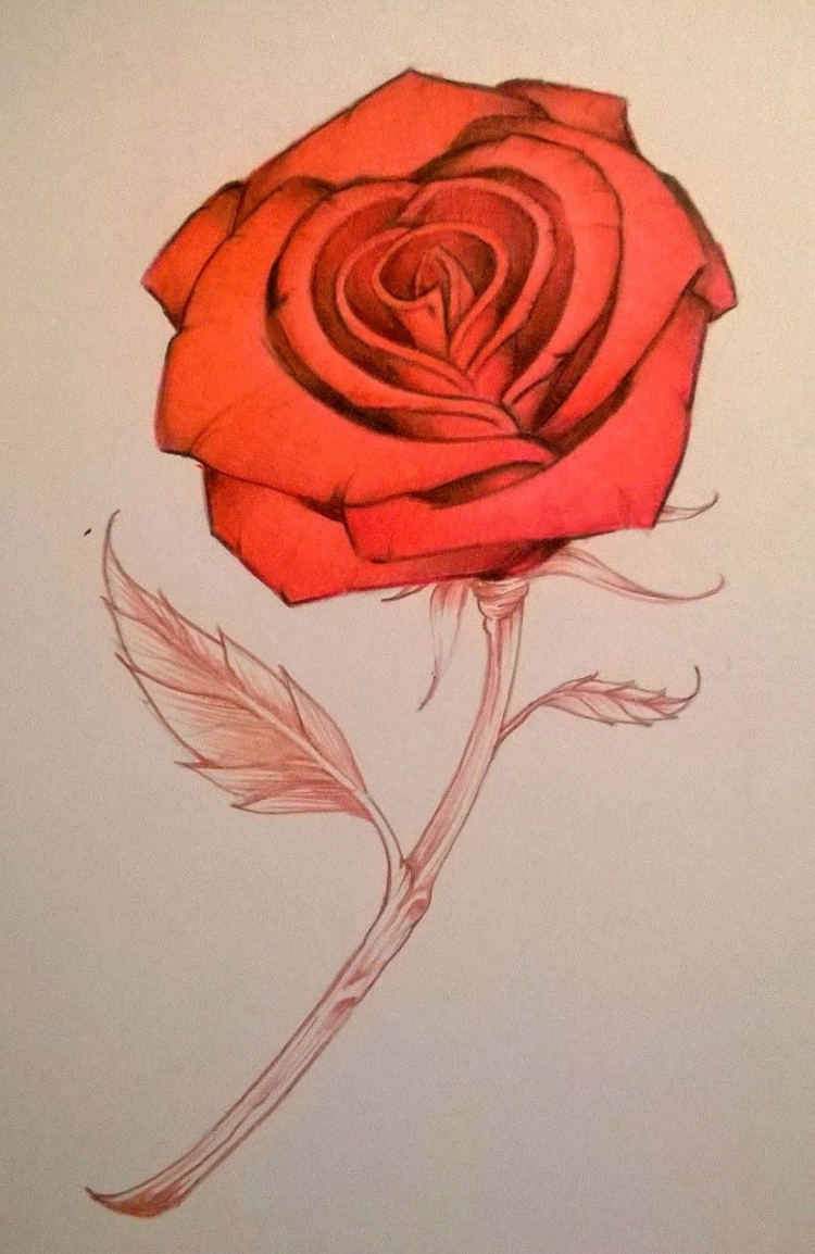 Красивая роза рисунок