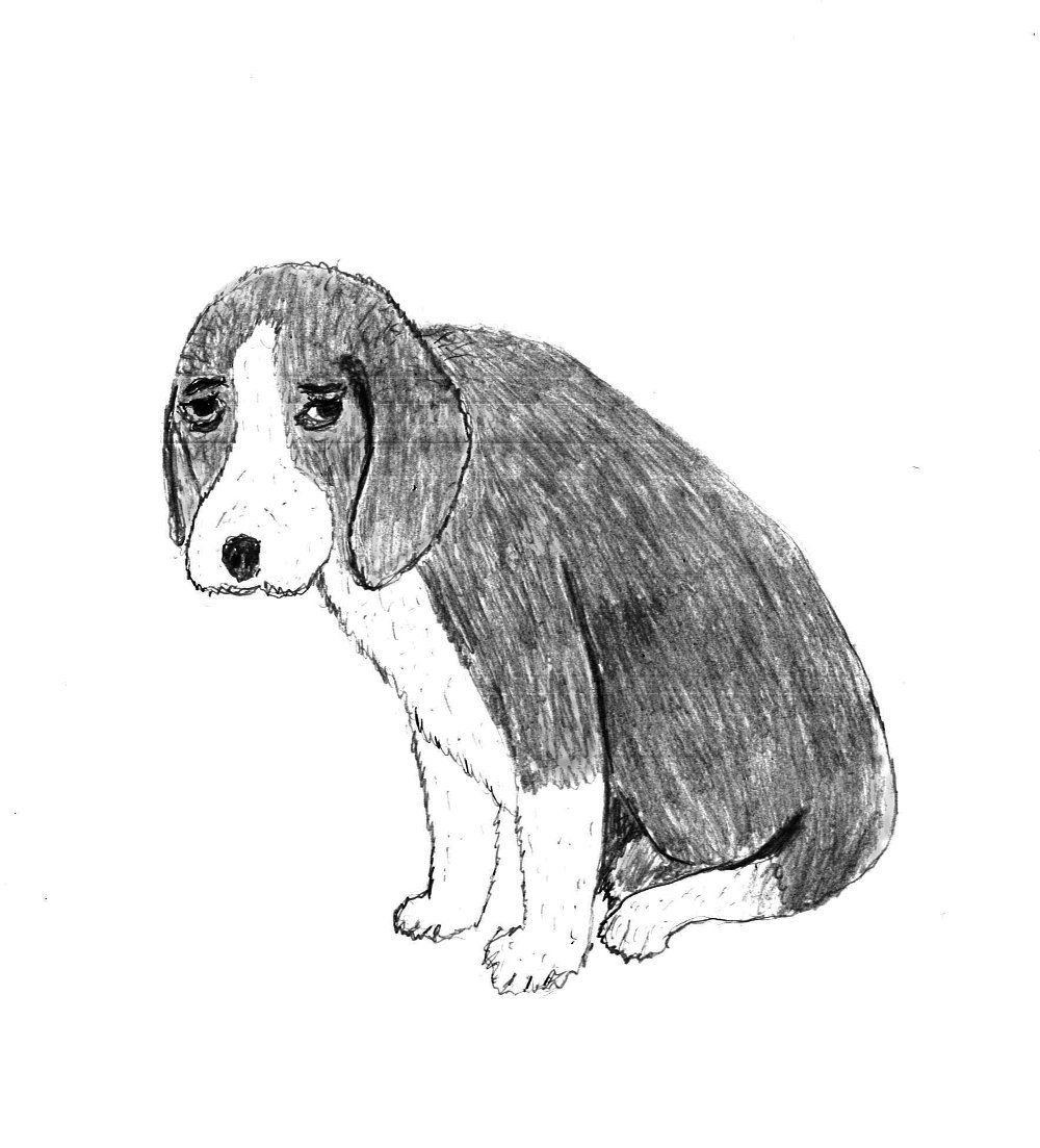 Белолобый щенок рисунок