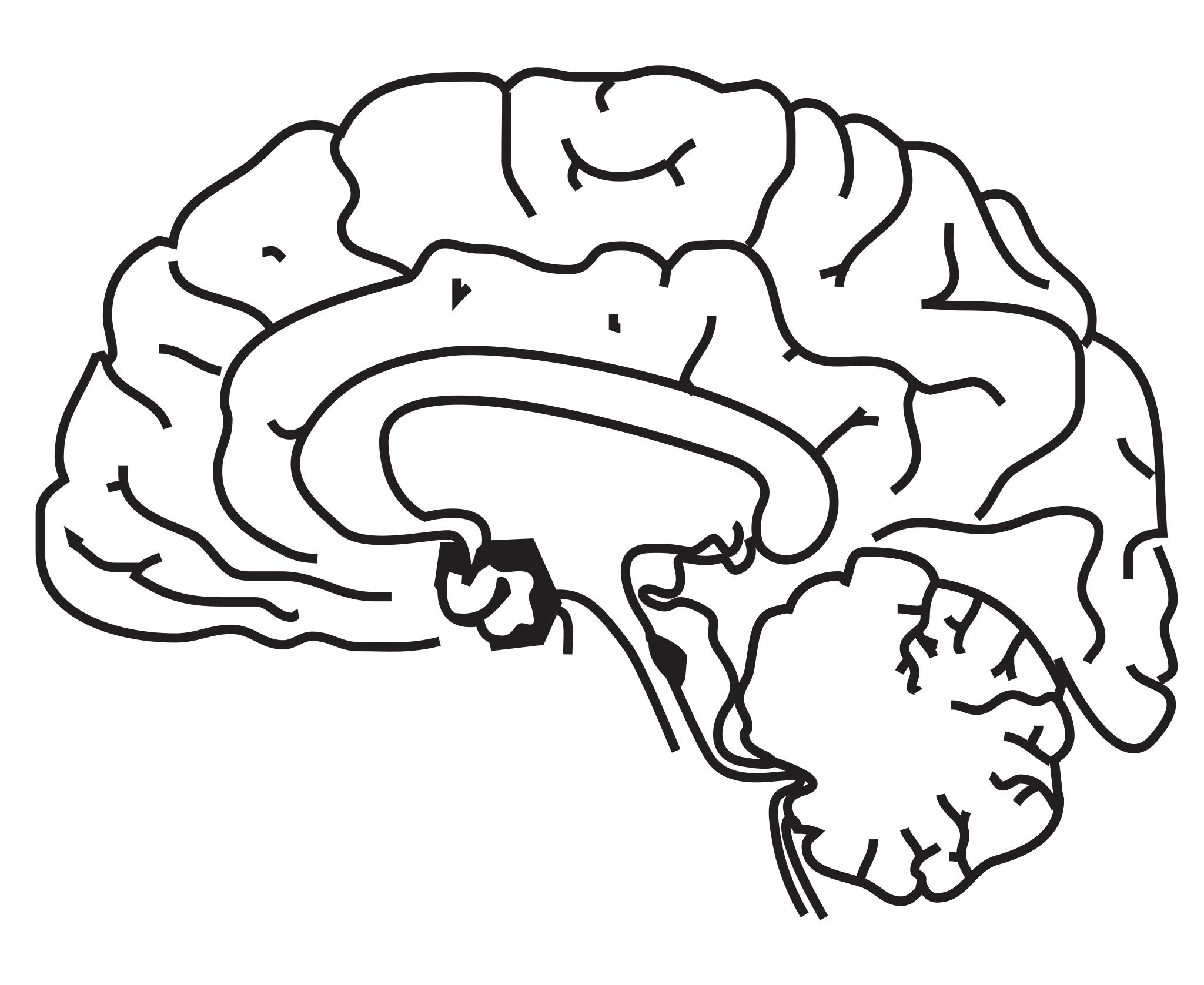 Раскраска головной мозг человека