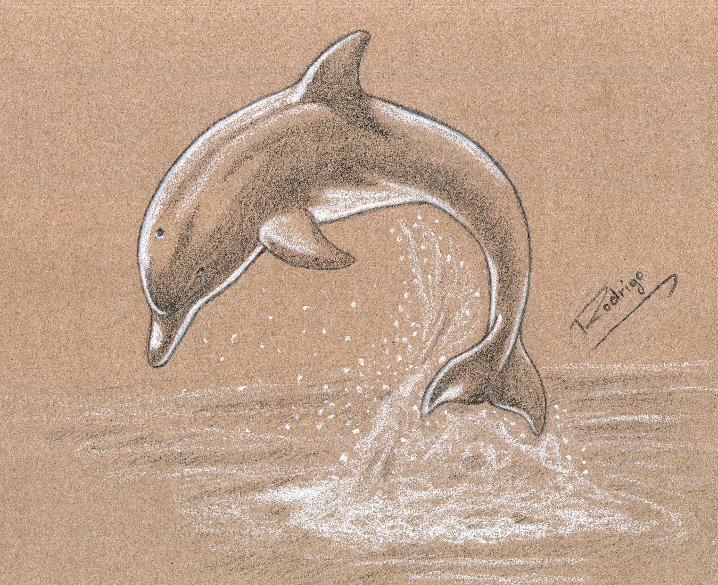 Дельфины карандашом