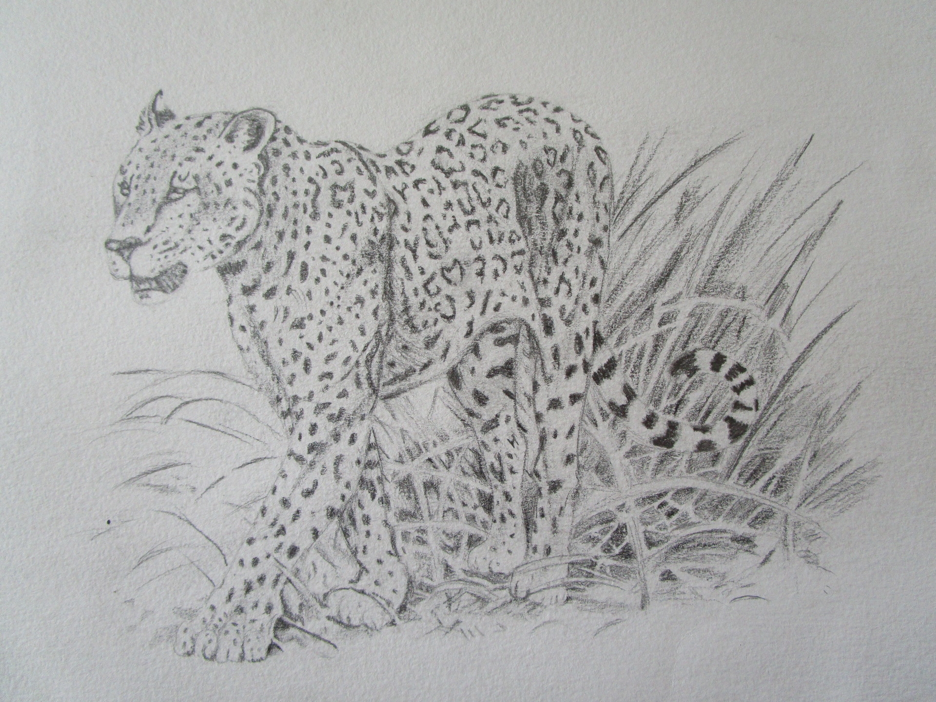 Леопард рисунок карандашом