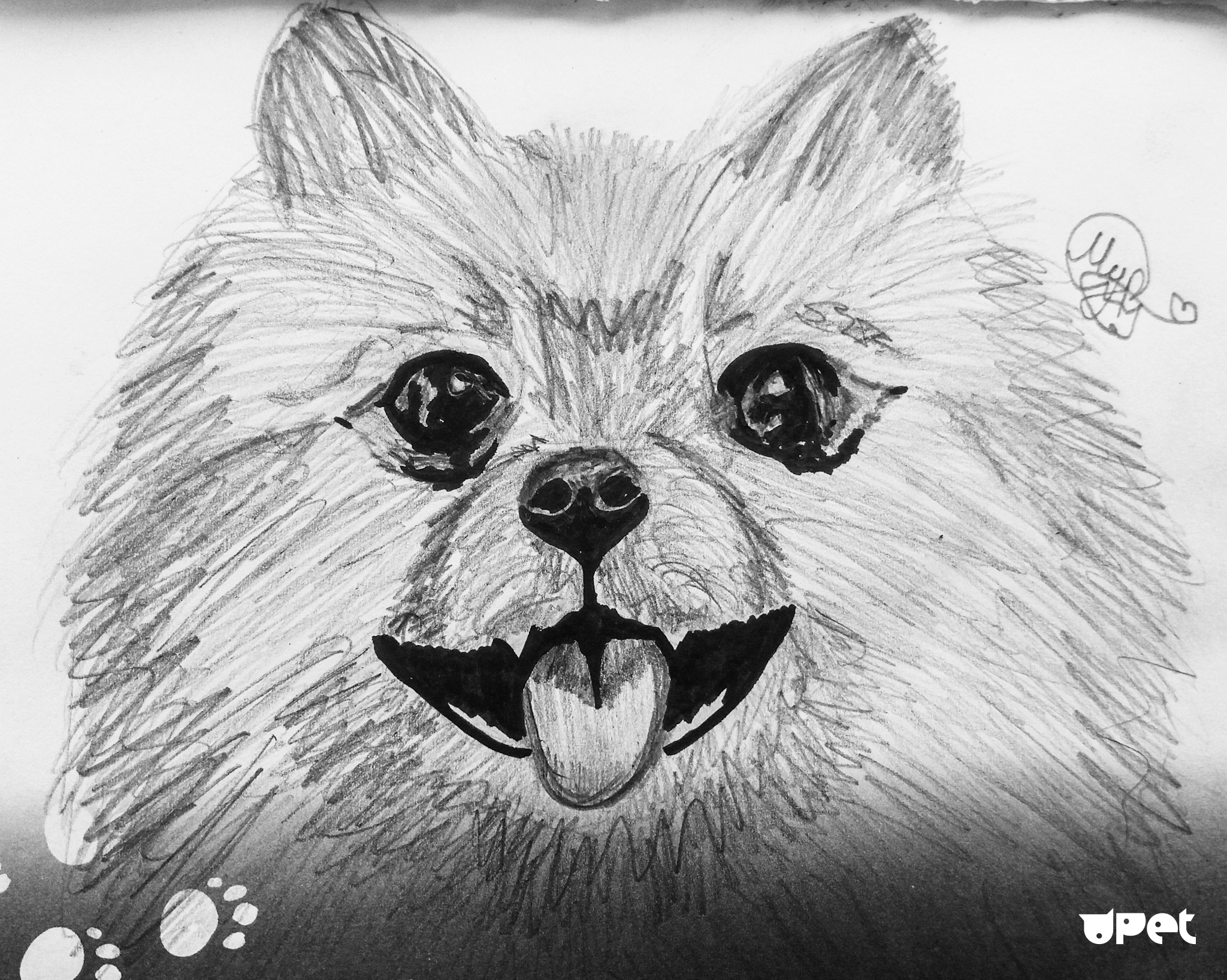 Рисунки карандашом собака шпиц 1 класс