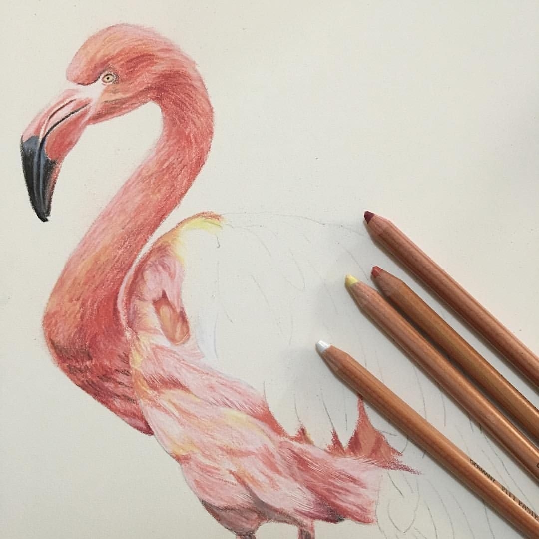 Фламинго картина карандашом