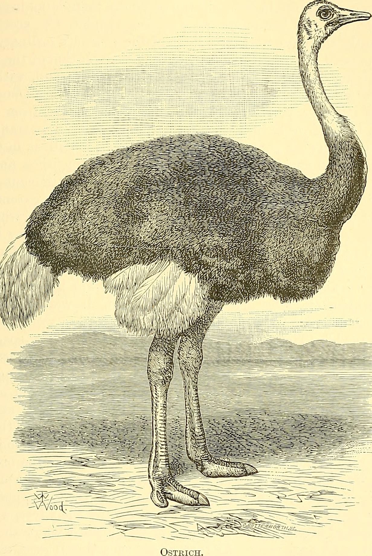 Африканский страус рисунок
