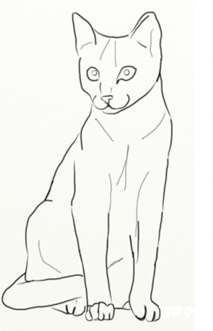 Рисунок кошки для срисовки