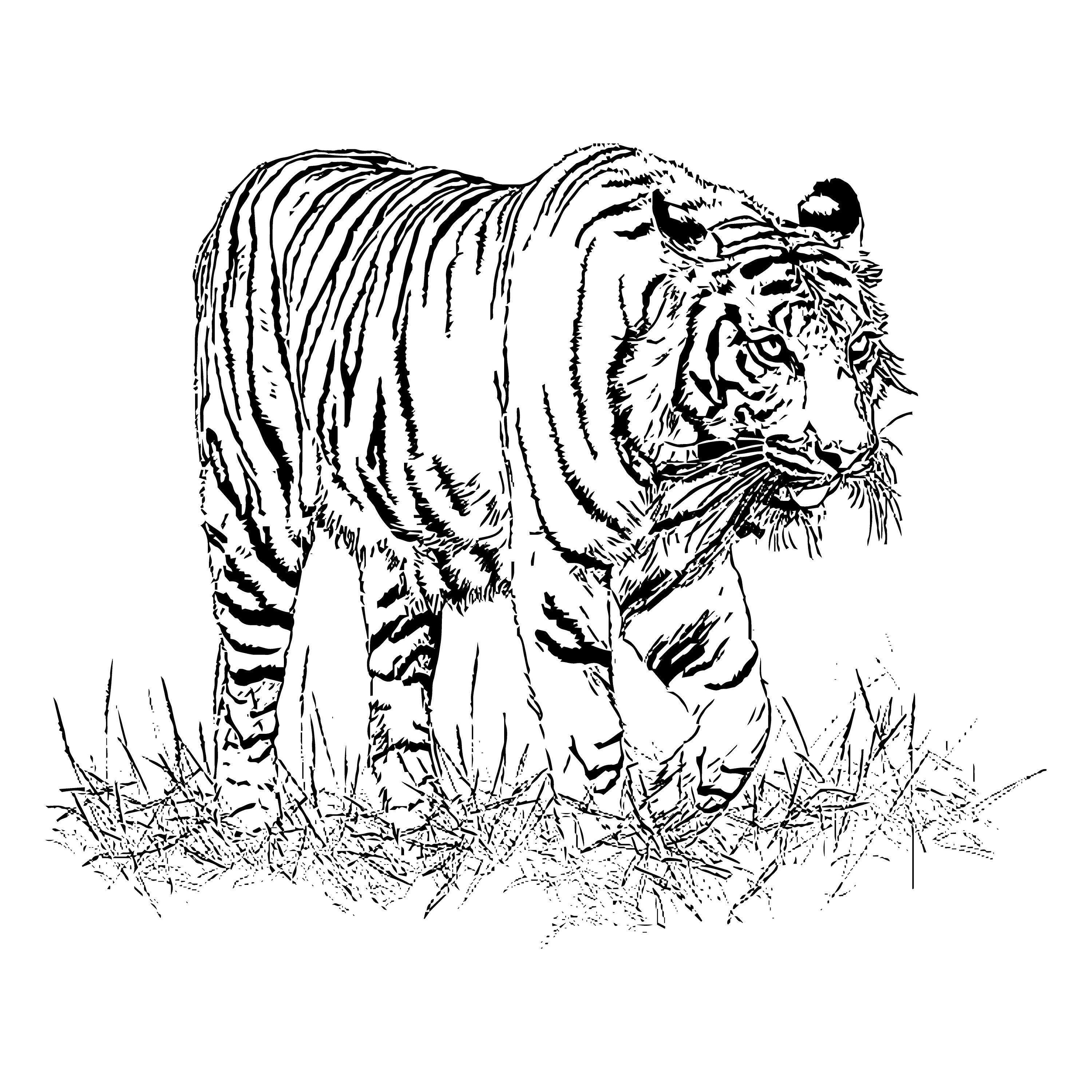 Тигр вектор чб