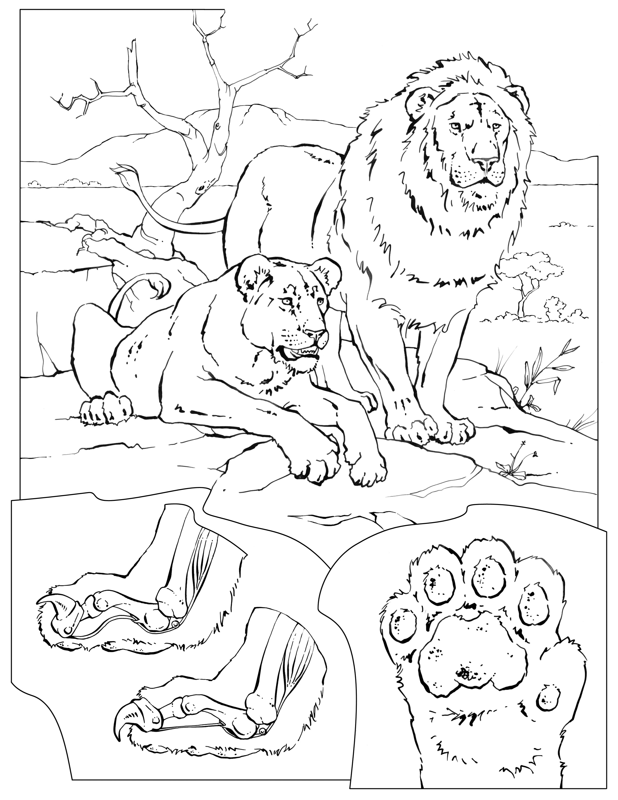 Раскраска Лев и тигр