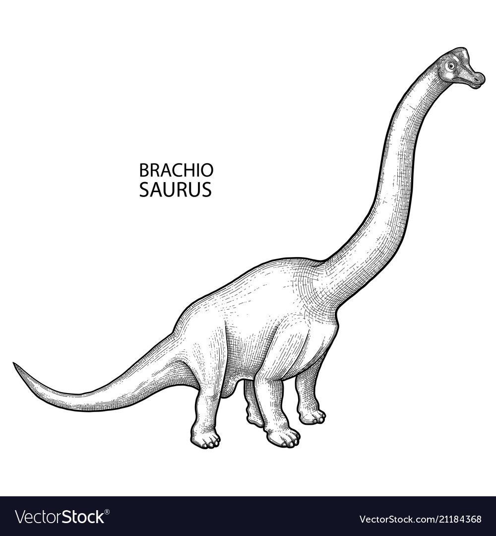 Брахиозавр строение тела