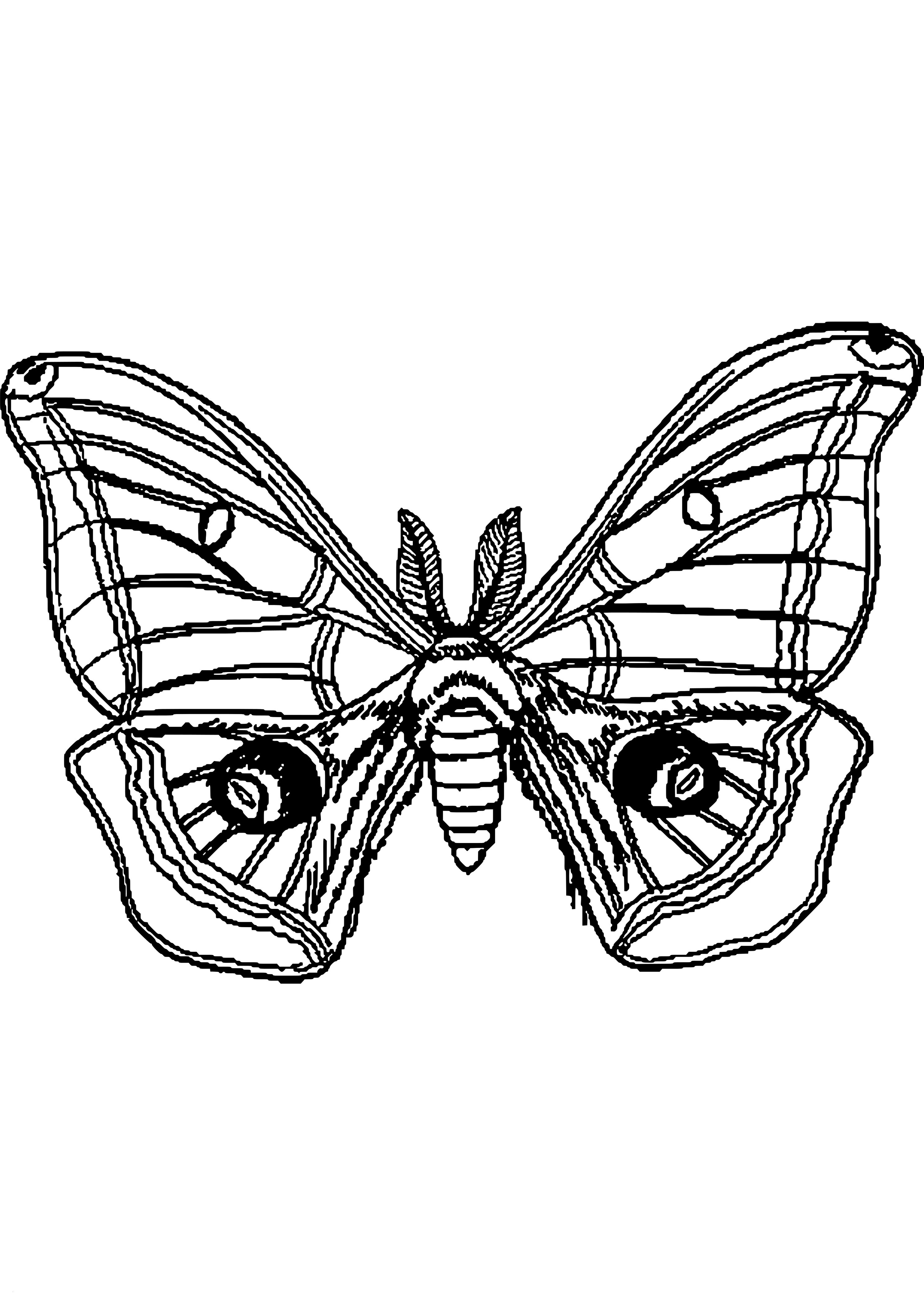 Бабочка Павлиноглазка раскраска