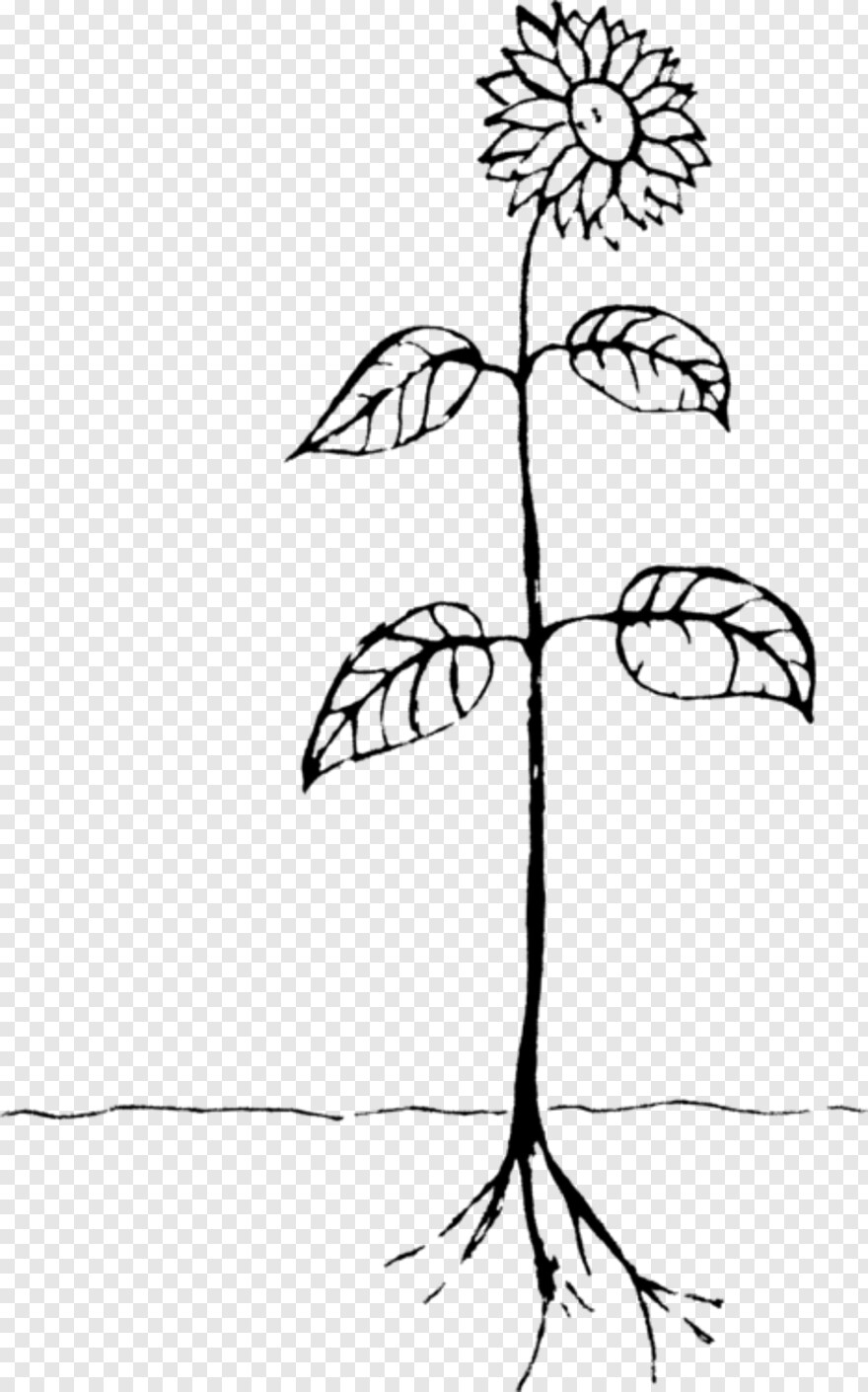 Растение с корнем раскраска