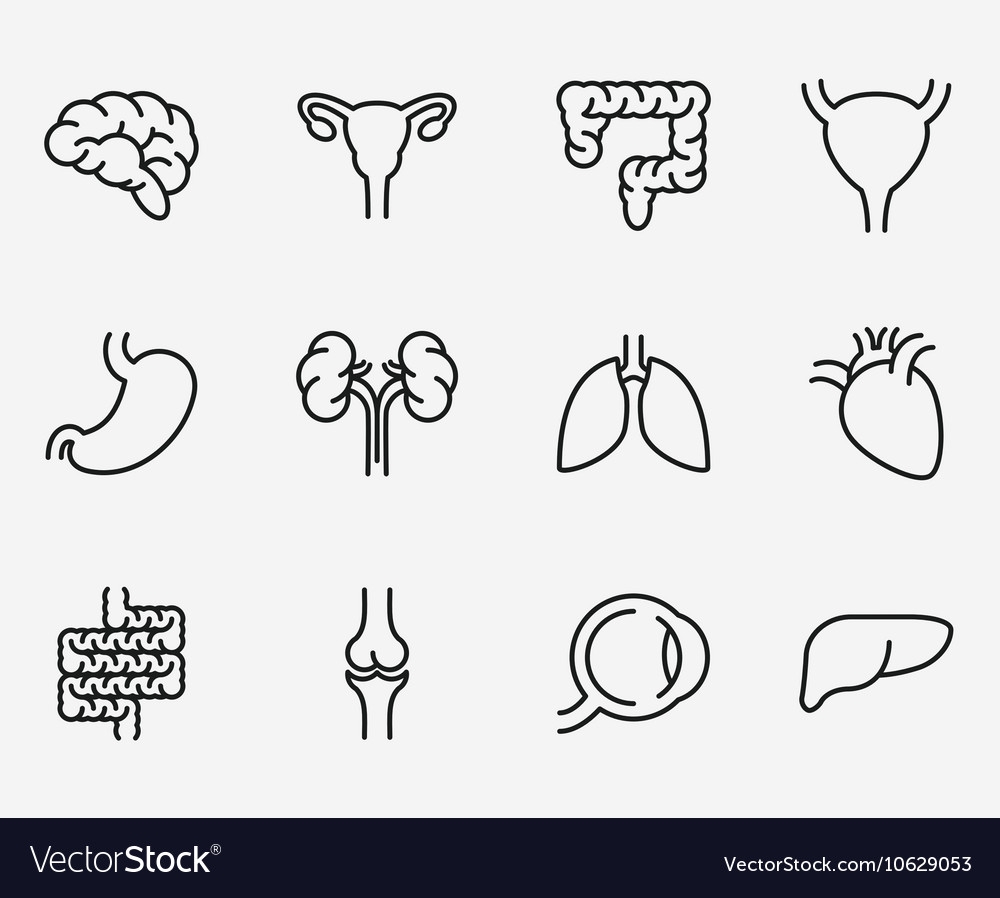 Органы человека символы