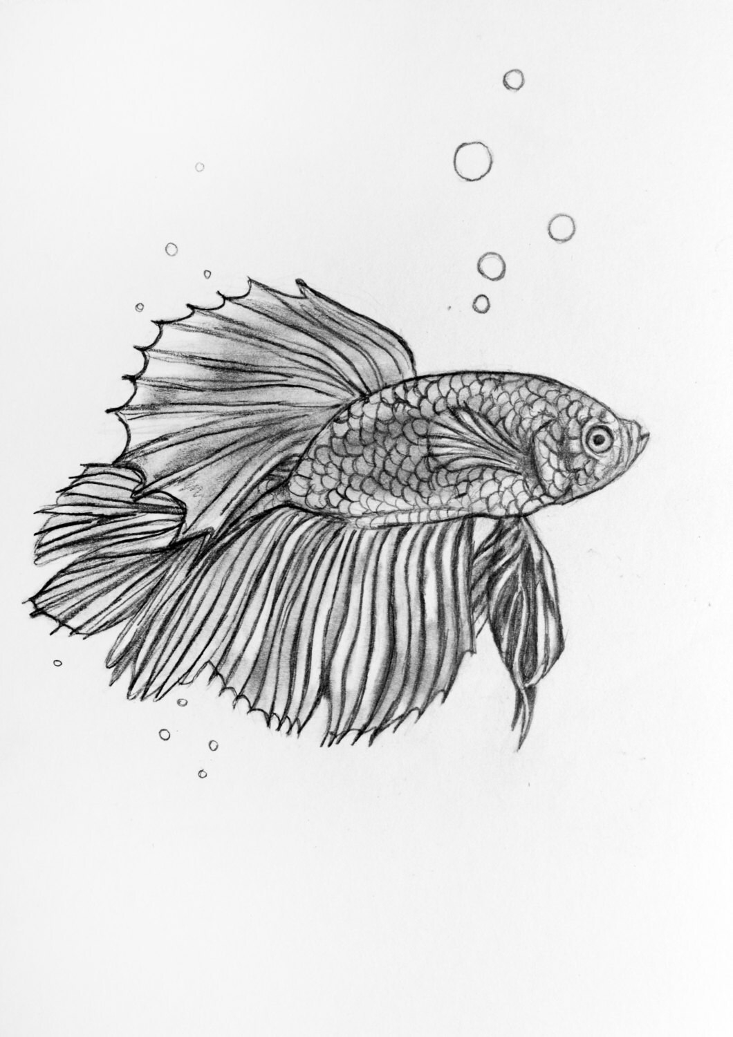 Рыбка петушок карандашом