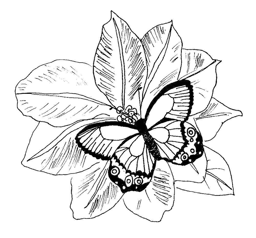 Рисунки цветов и бабочек