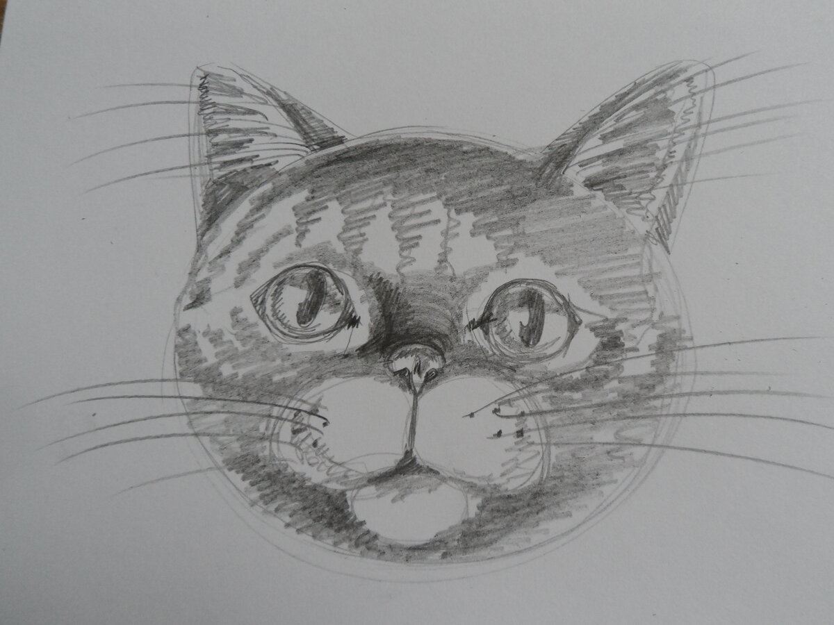 Мордочка котика карандашом