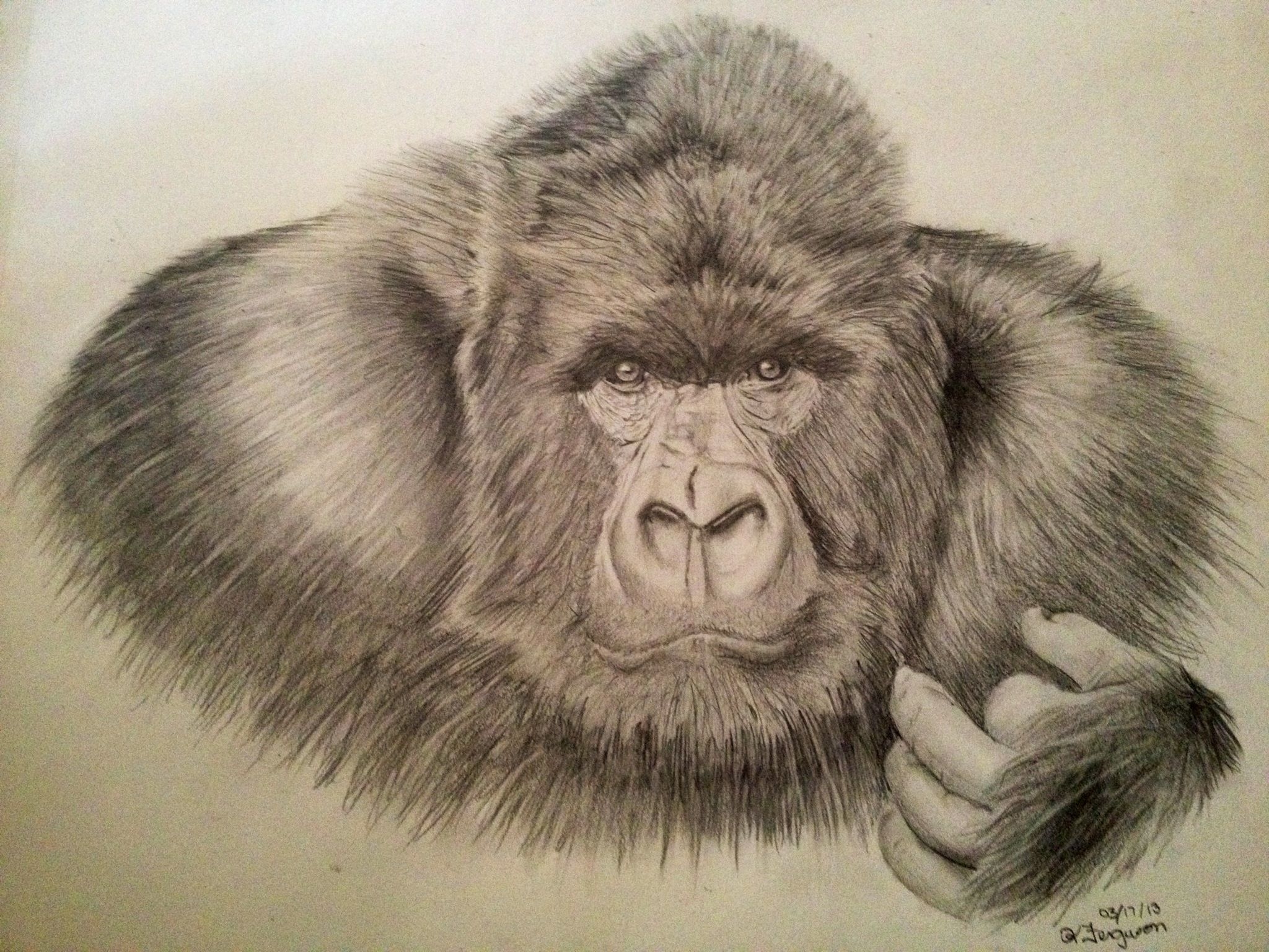 Портрет гориллы карандашом