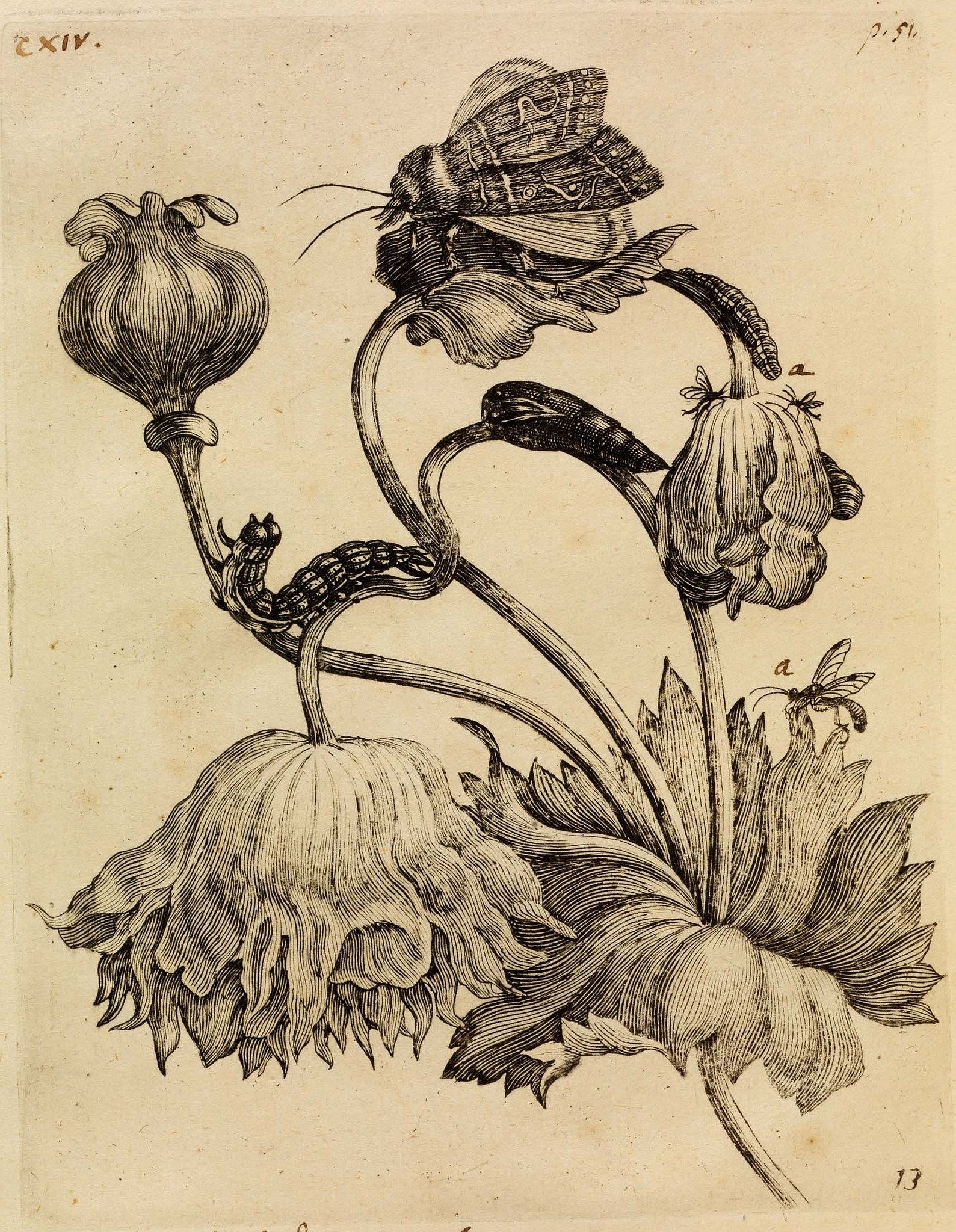 Ботанические рисунки Мария Сибилла