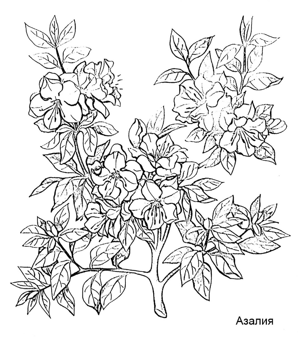 Рододендрон Даурский цветок
