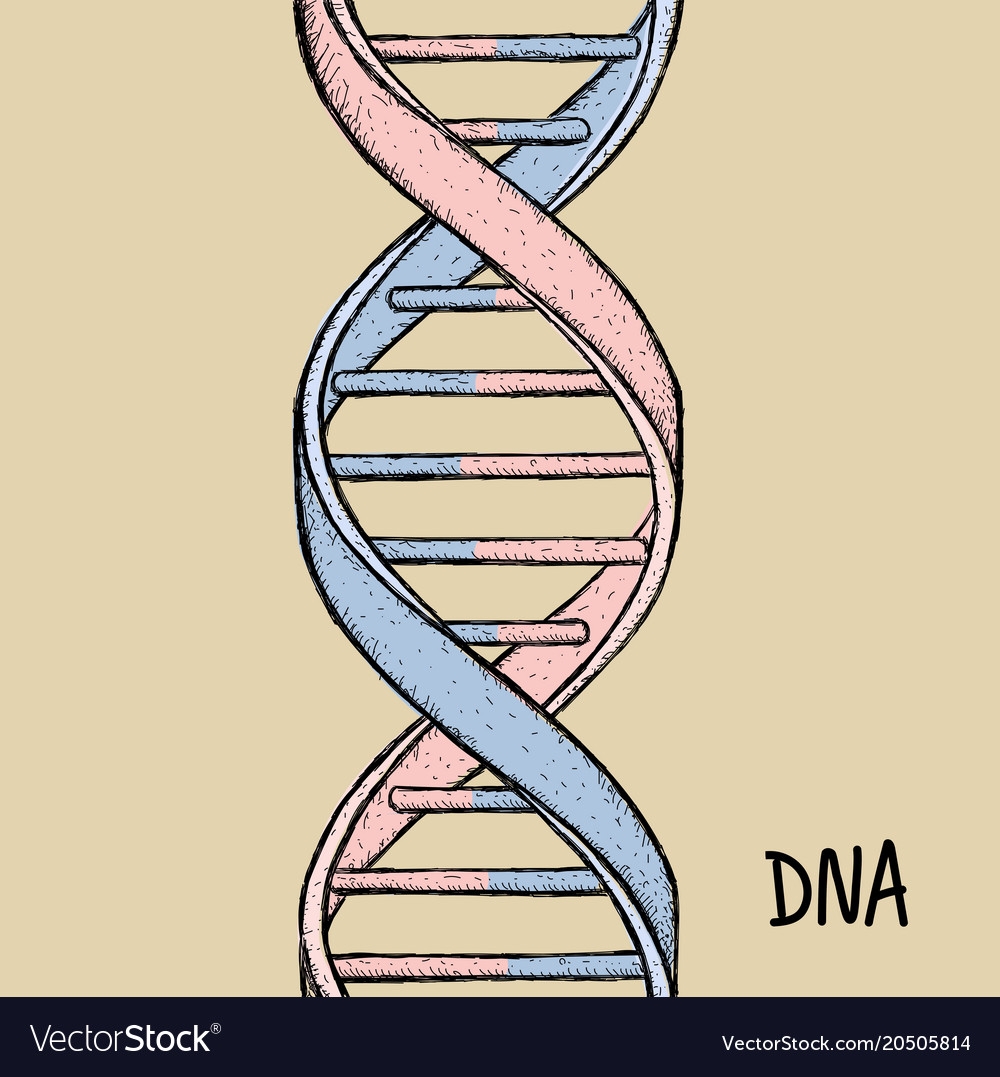 ДНК схематичное изображение